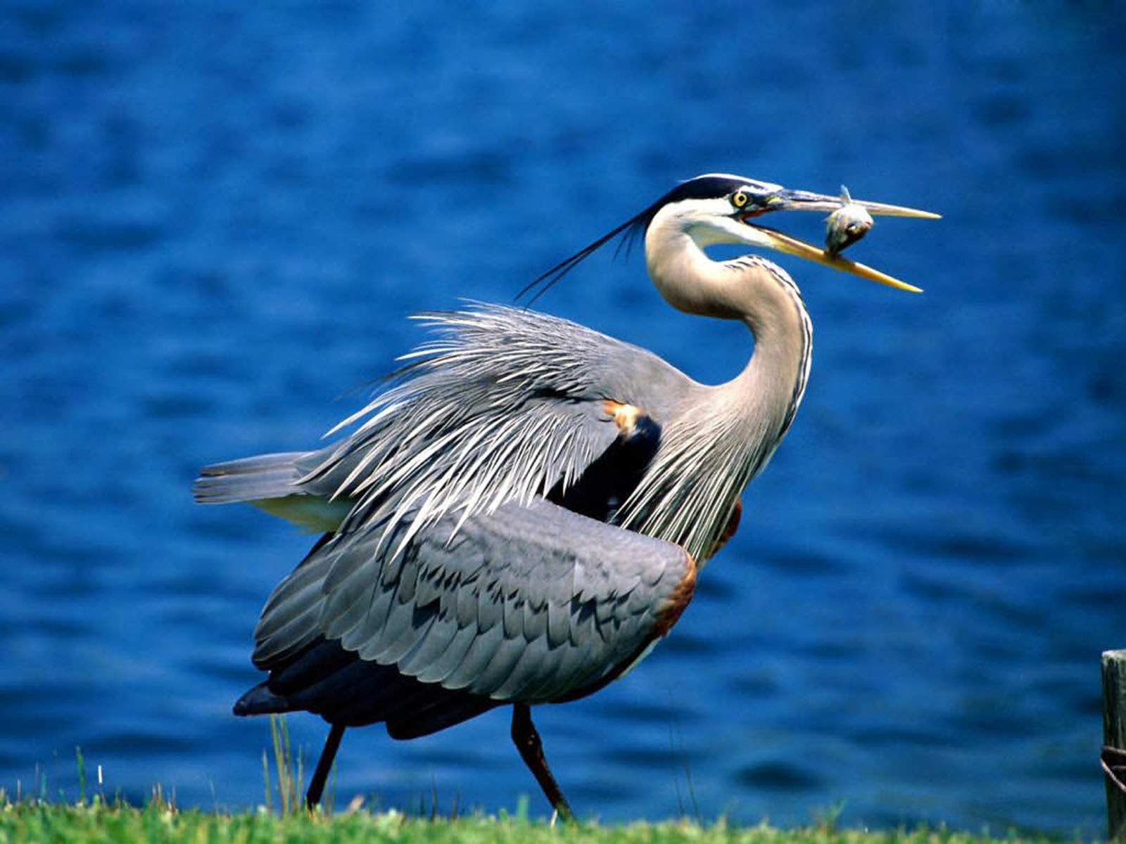 Great Blue Heron Wallpapers