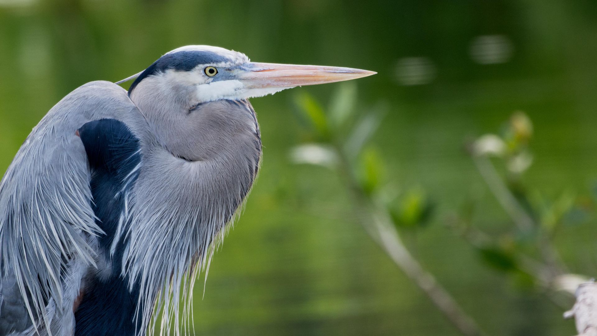 Great Blue Heron Wallpapers