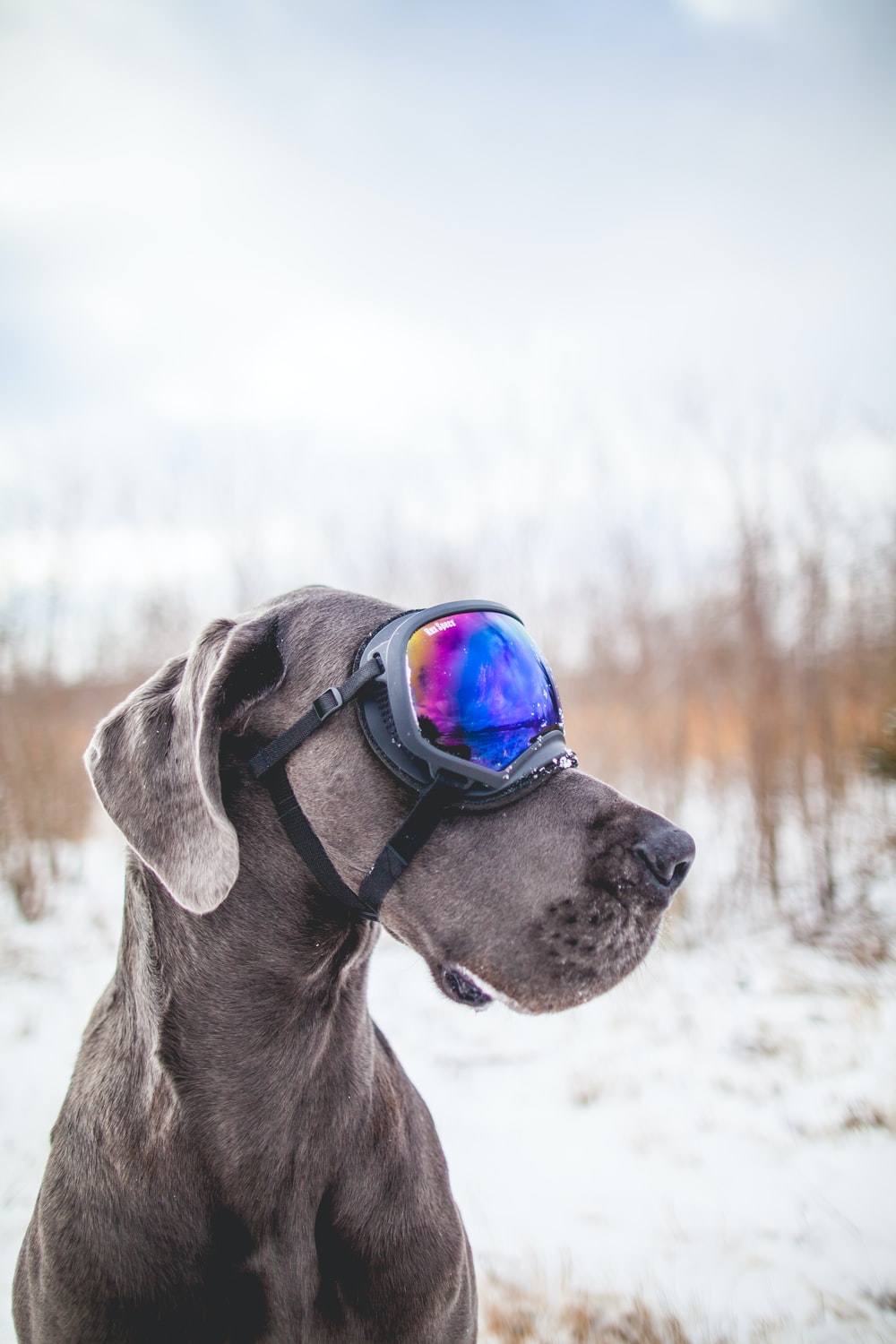 Great Danes Wallpapers