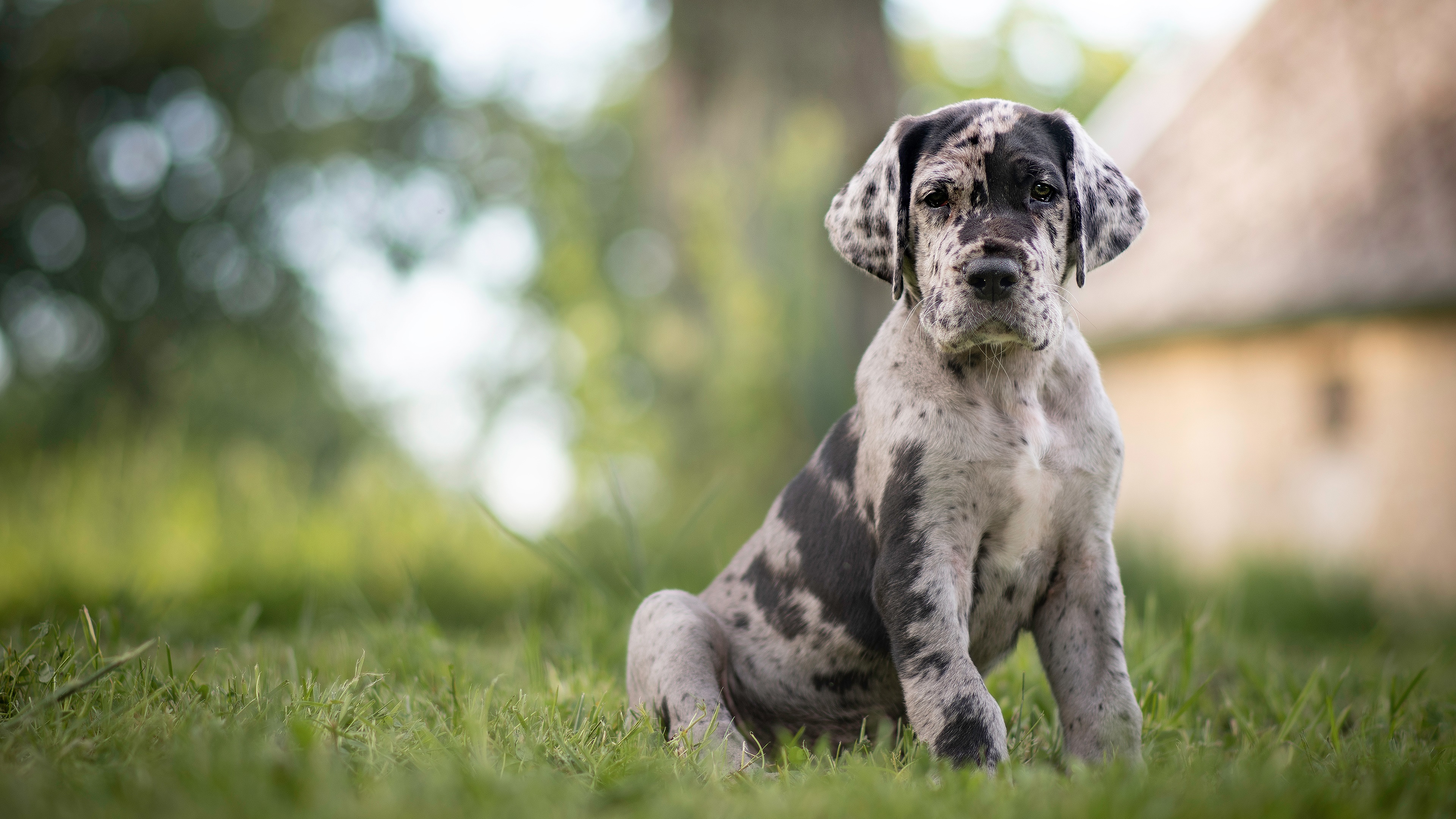 Great Danes Wallpapers