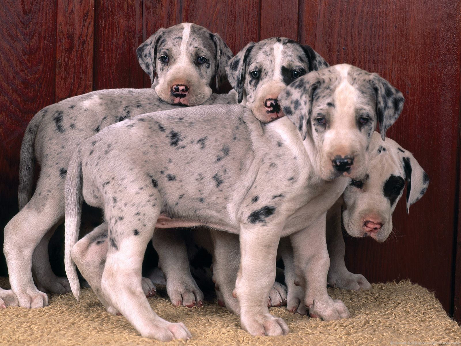 Great Danes Wallpapers