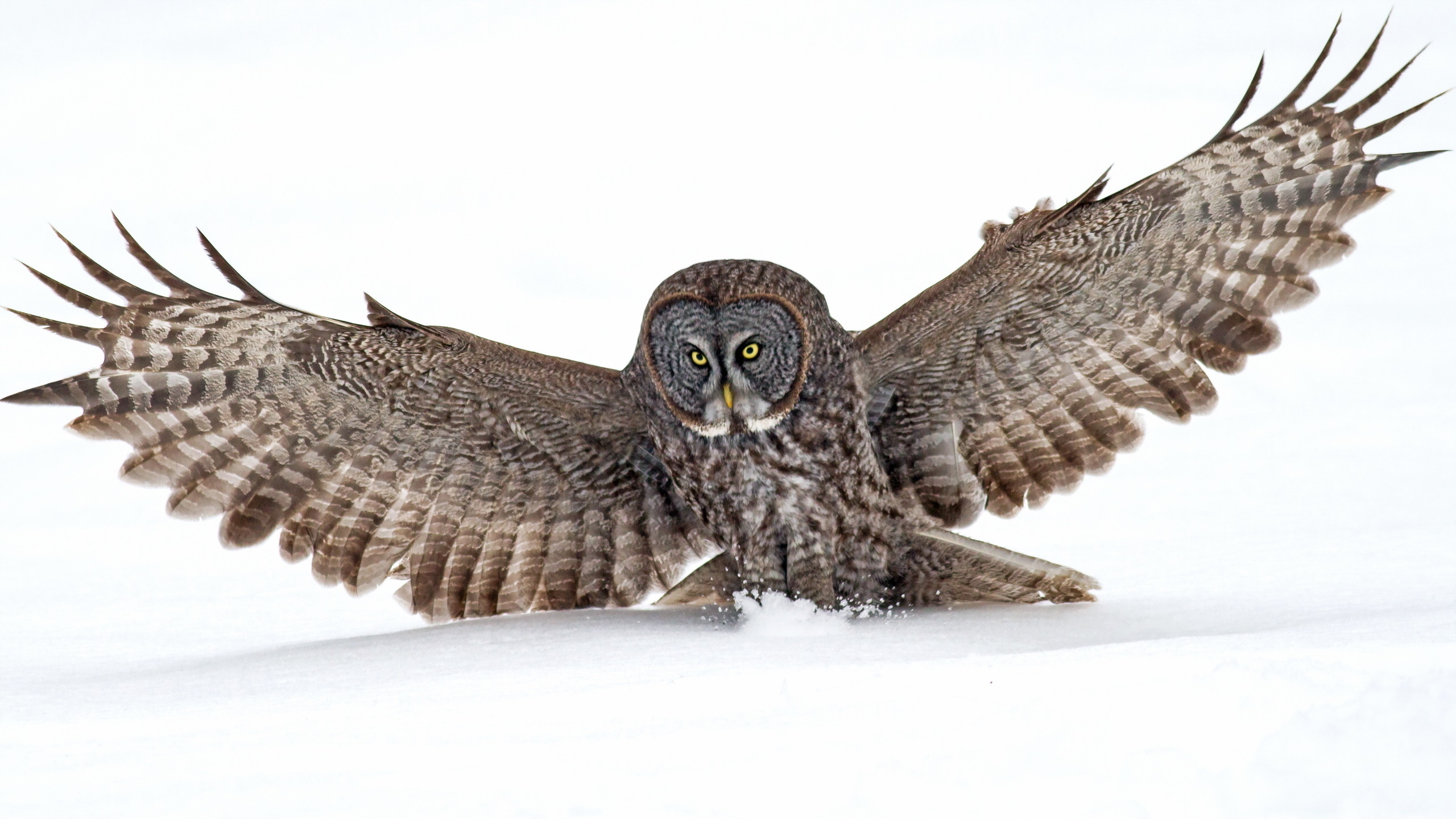 Great Grey Owl Wallpapers