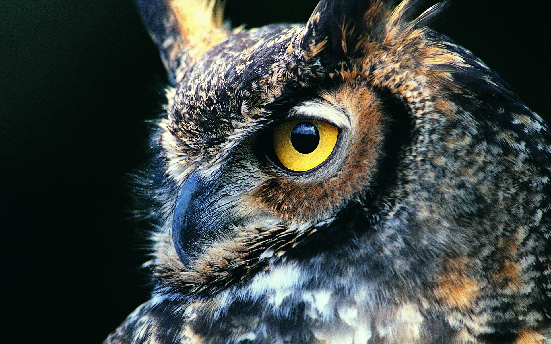 Great Horned Owl Wallpapers