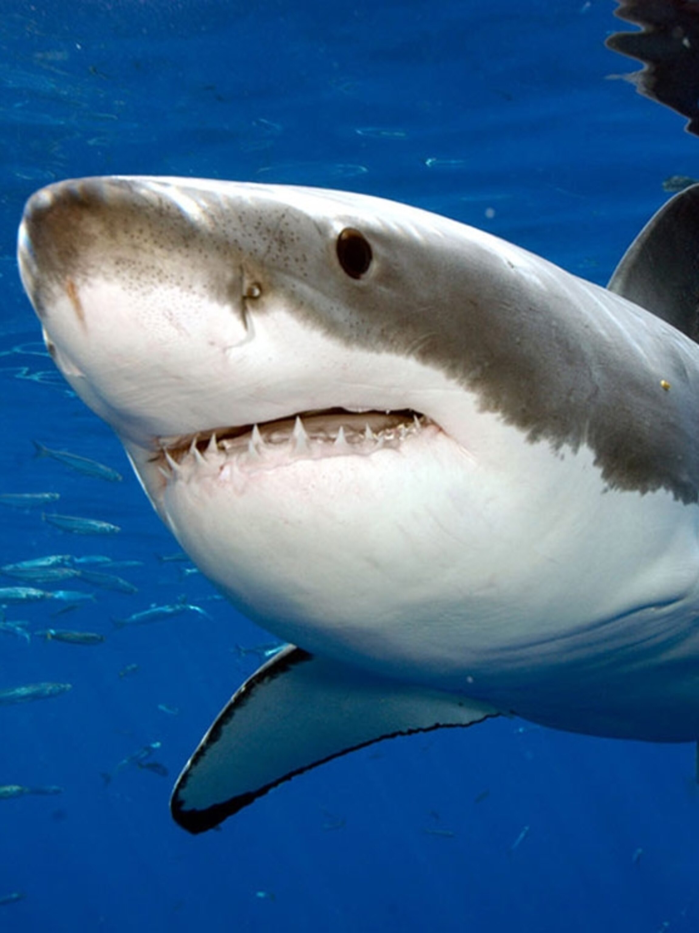 Great White Shark Iphone Wallpapers