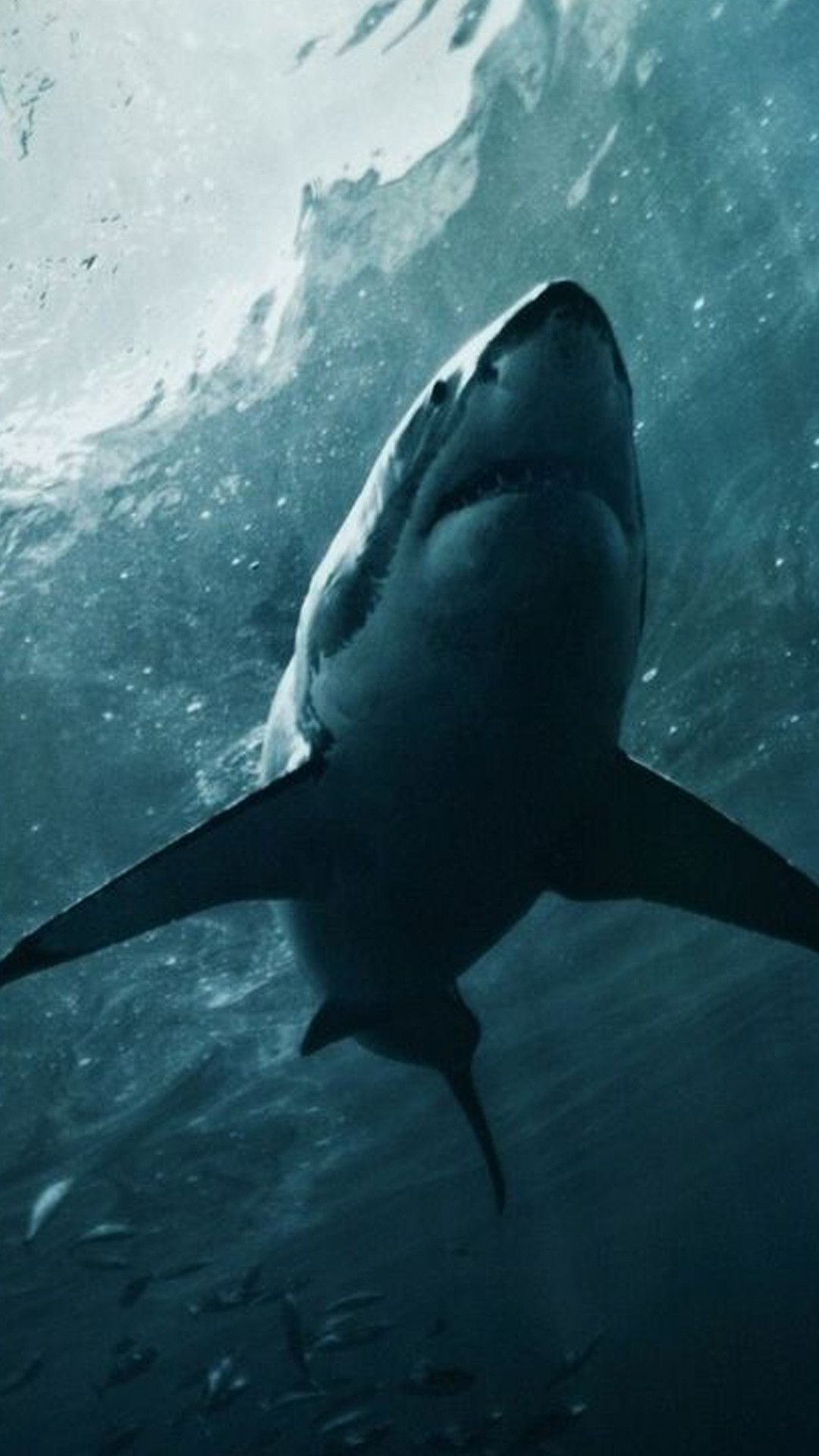 Great White Shark Iphone Wallpapers