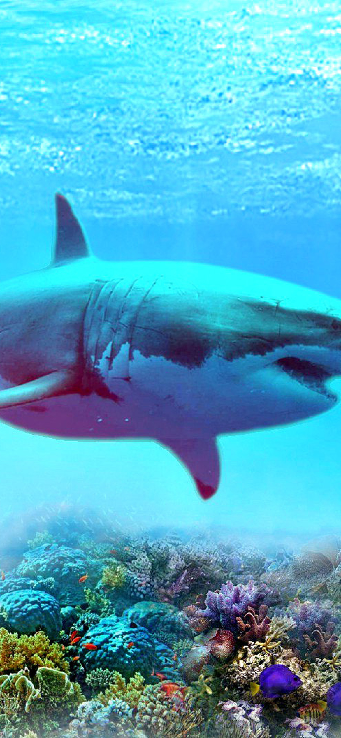 Great White Shark Iphone Wallpapers