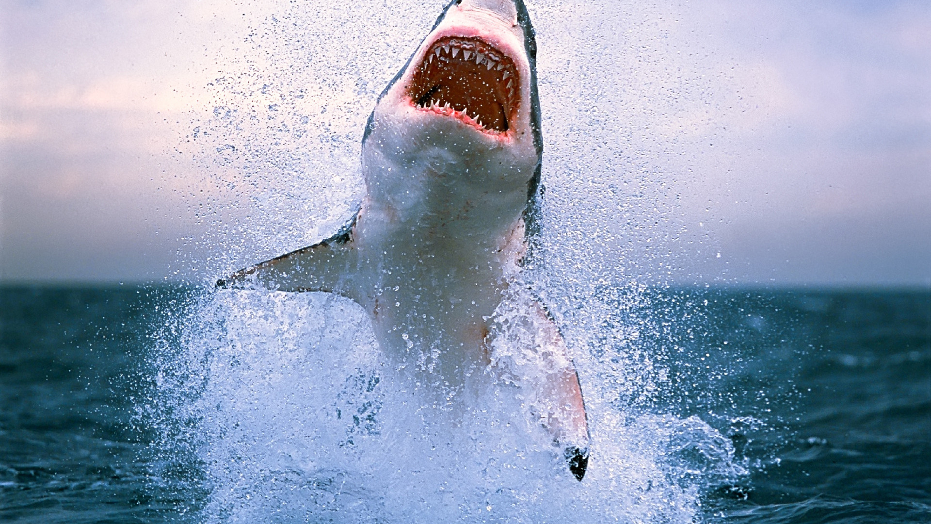 Great White Shark Wallpapers