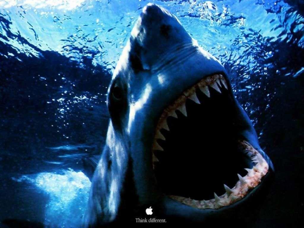 Great White Shark Wallpapers