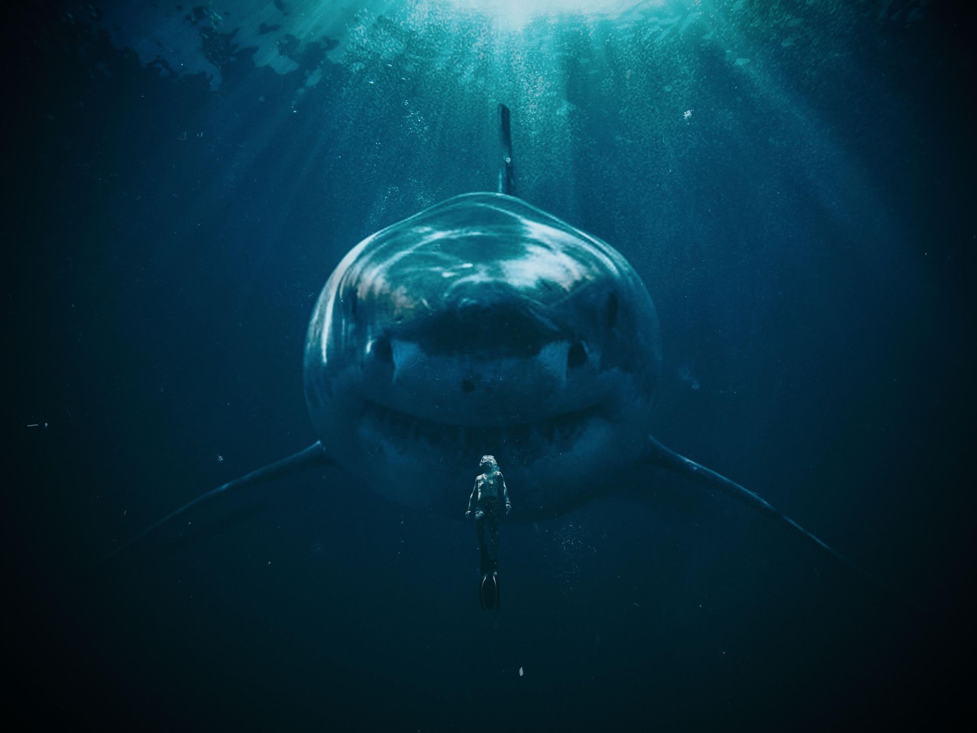 Great White Shark Wallpapers