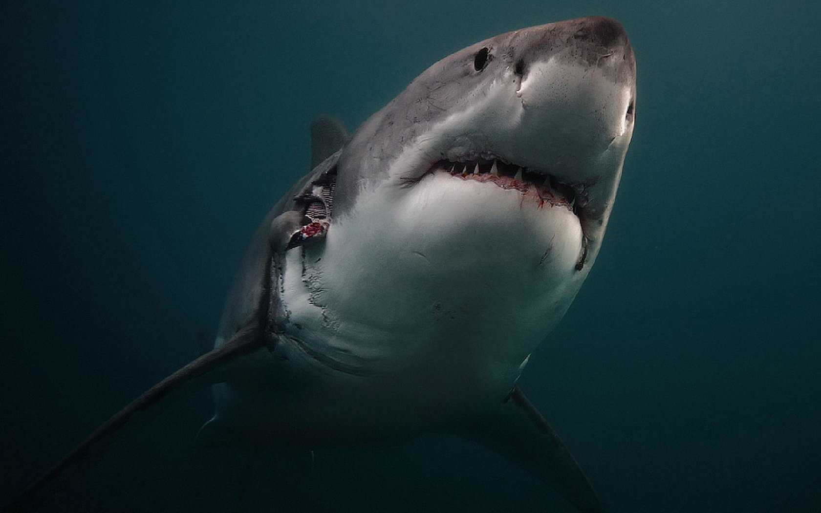 Great White Shark Wallpapers