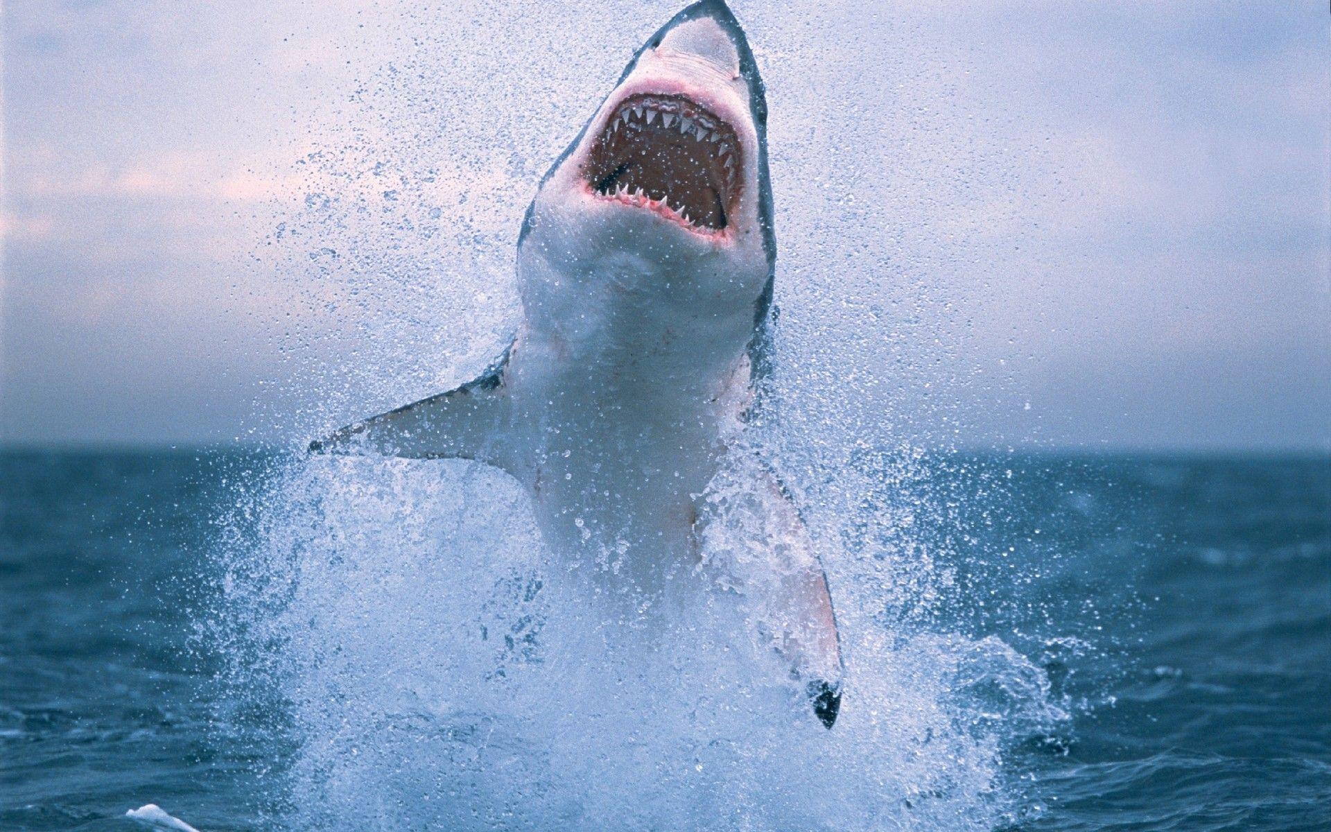 Great White Wallpapers