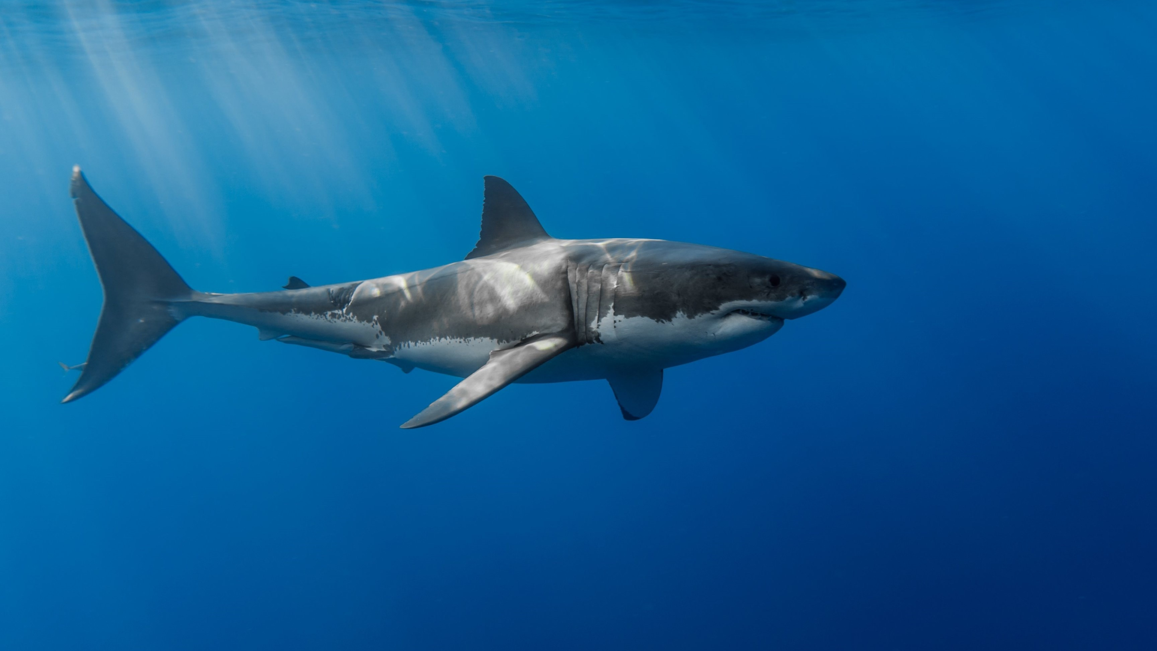 Great White Wallpapers