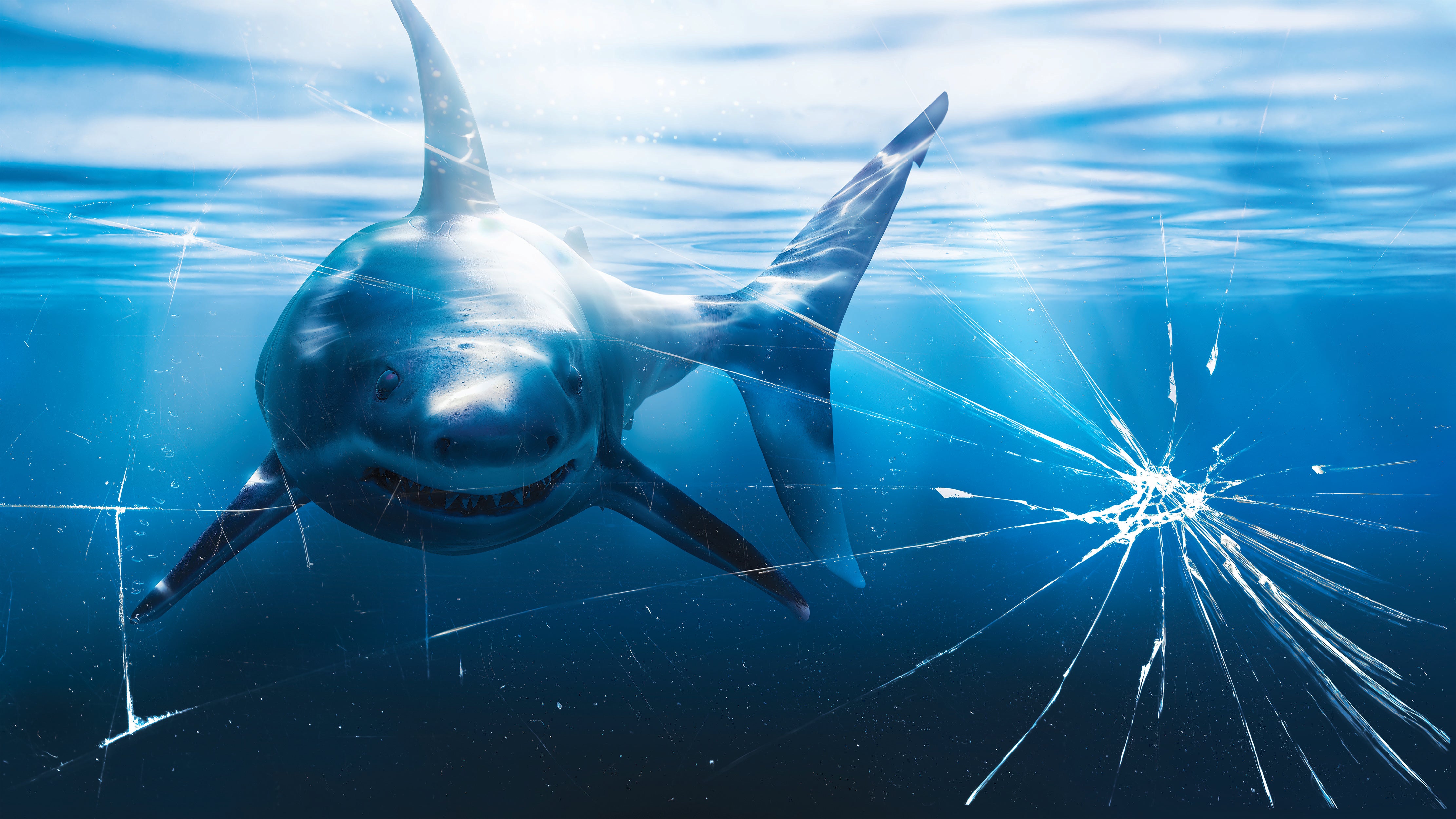 Great White Wallpapers