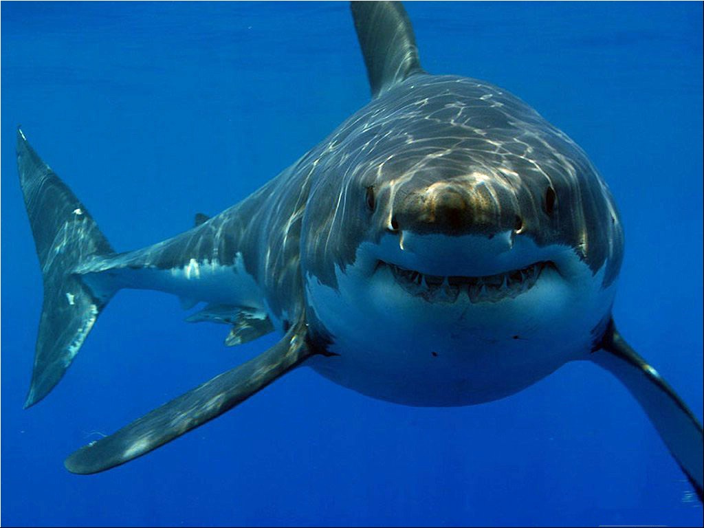 Great White Wallpapers