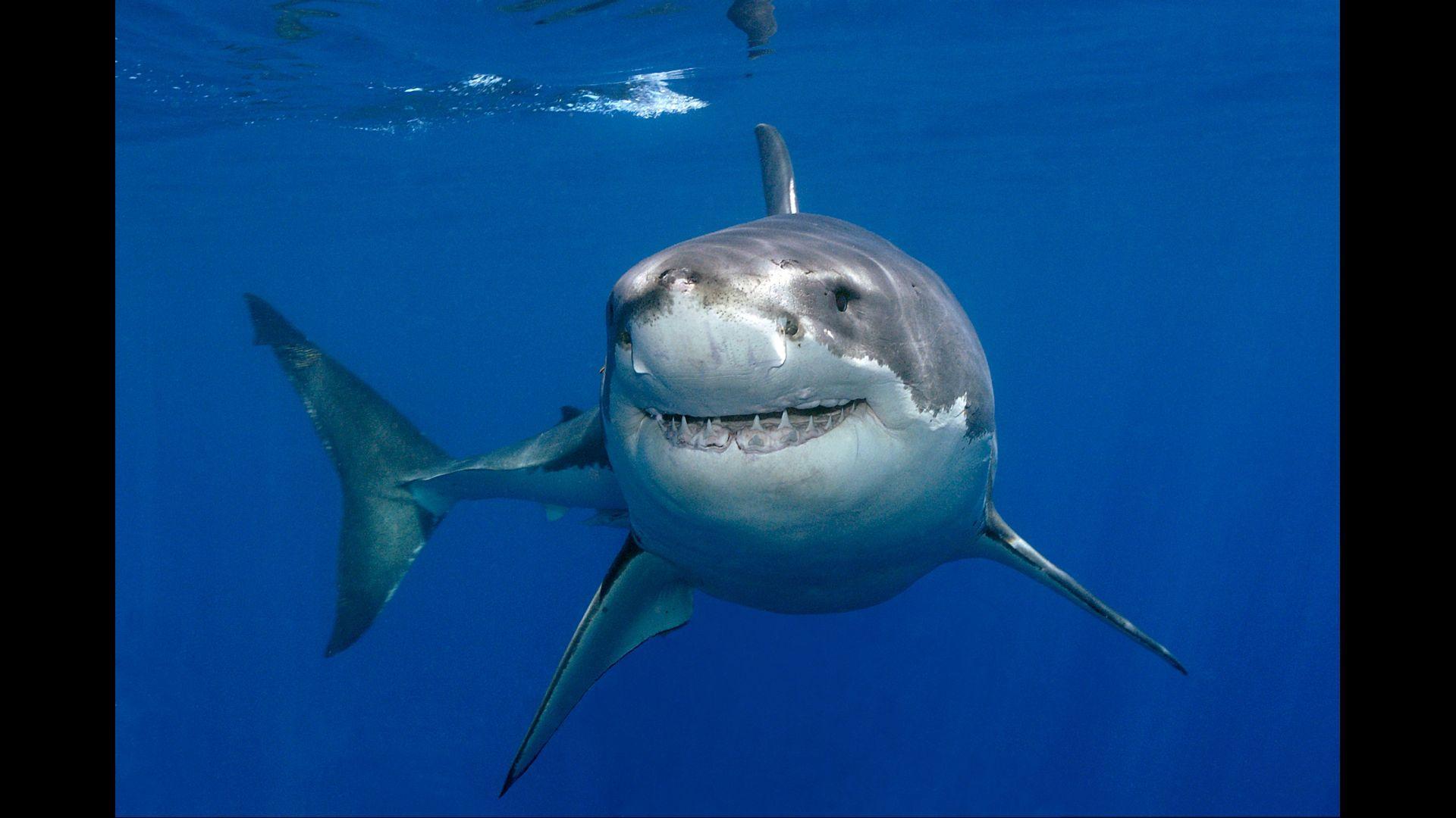 Great White Wallpapers