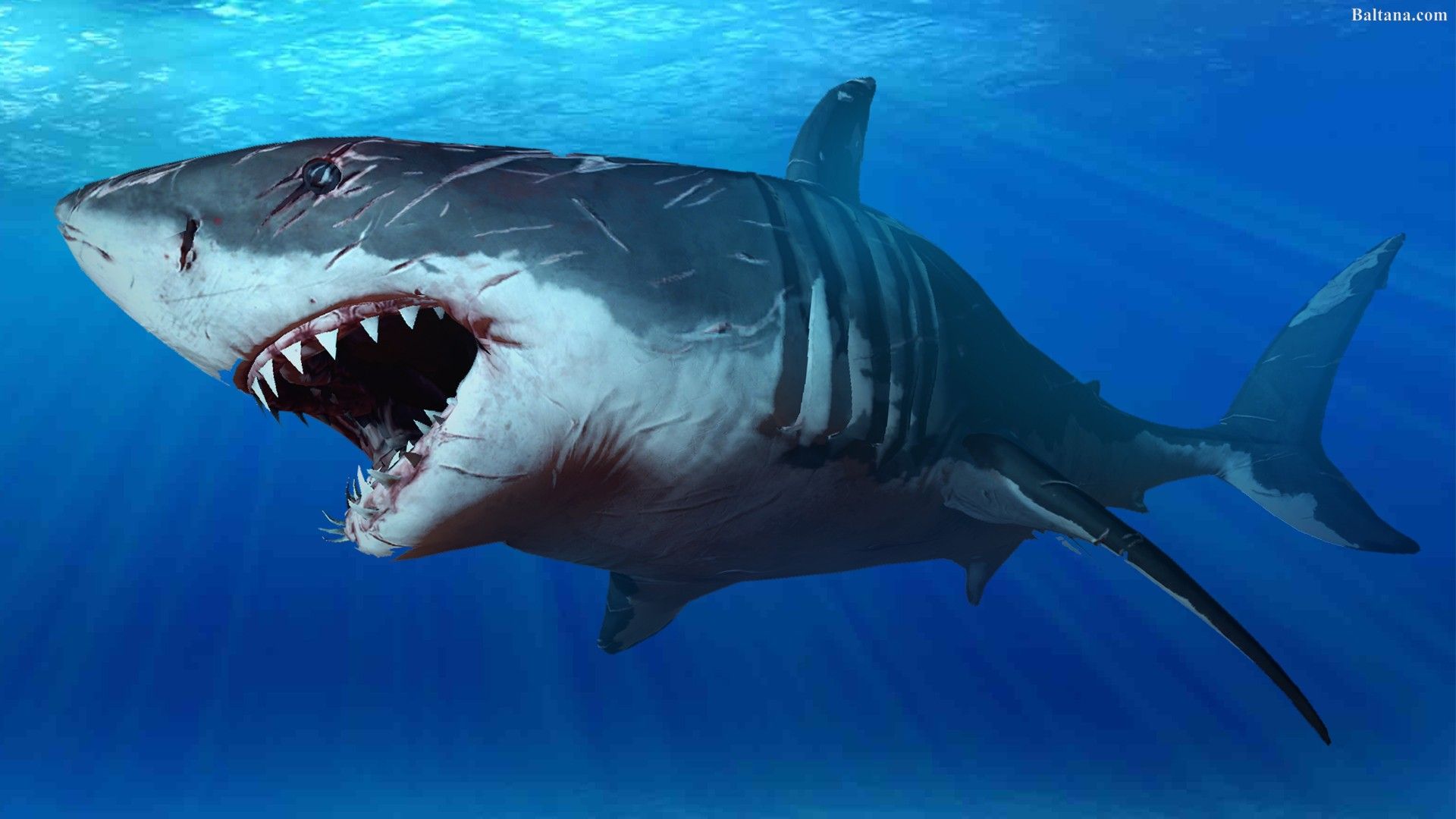 Great White Wallpapers