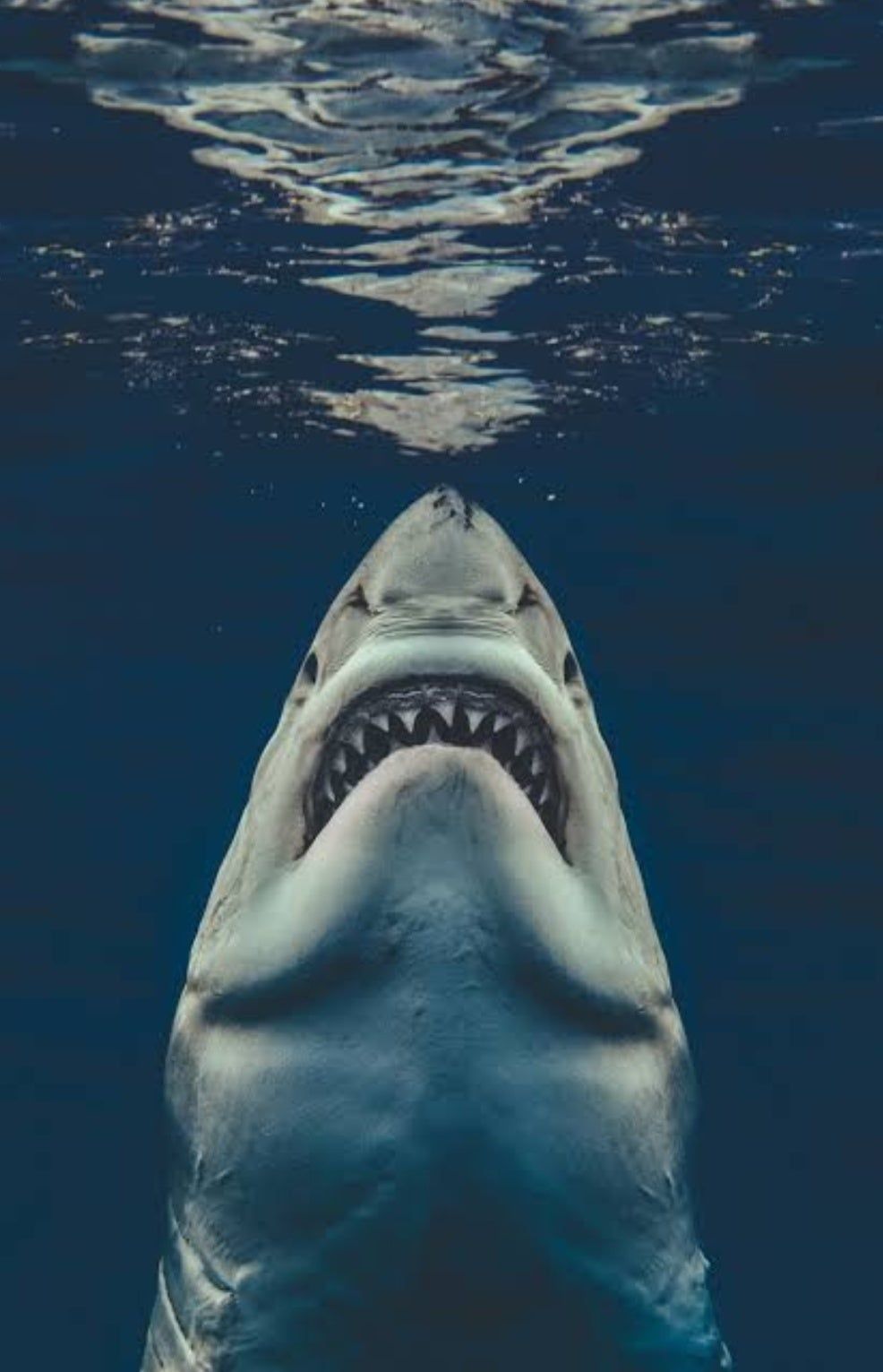 Great White Wallpapers