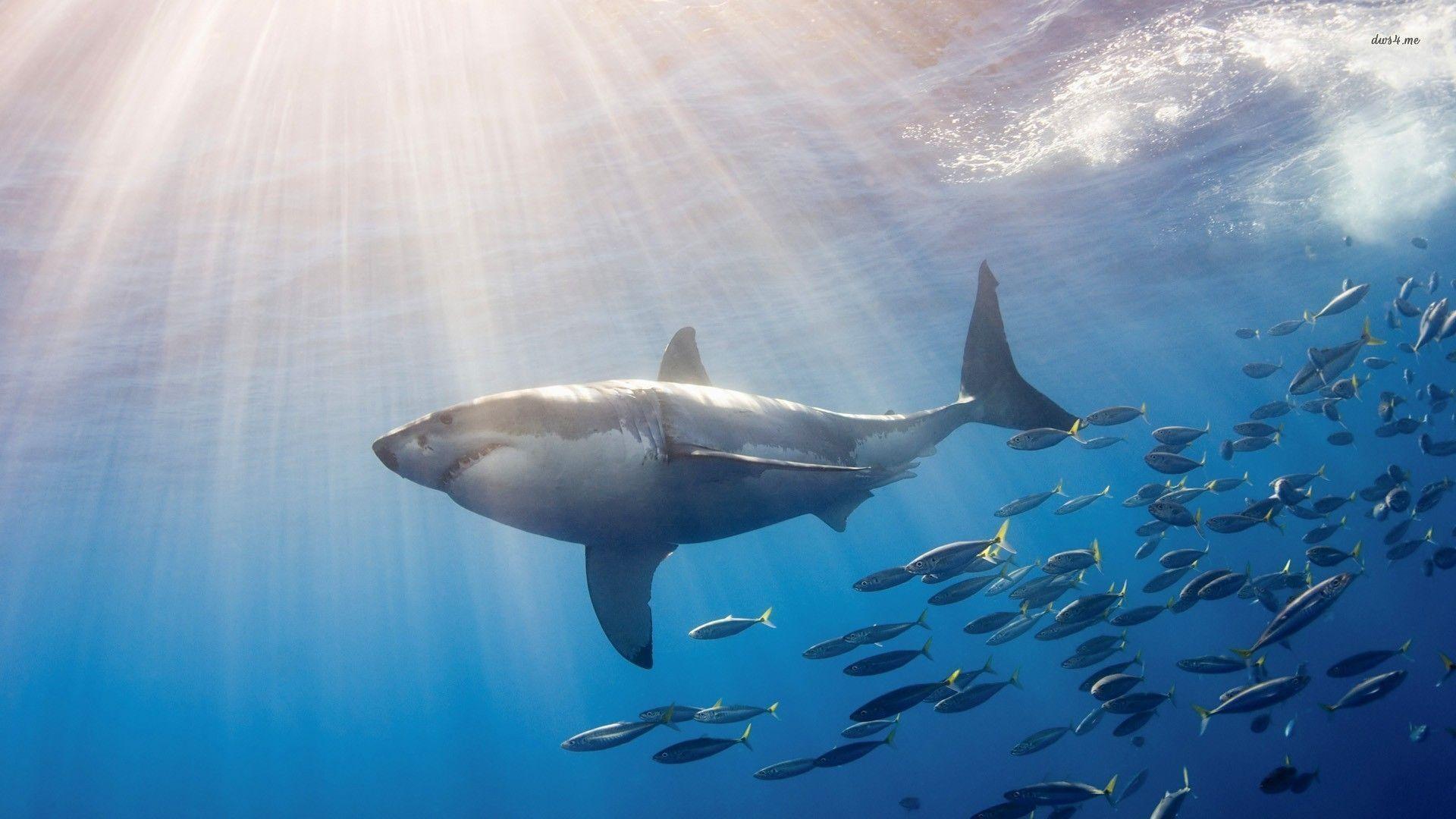 Great White Wallpapers