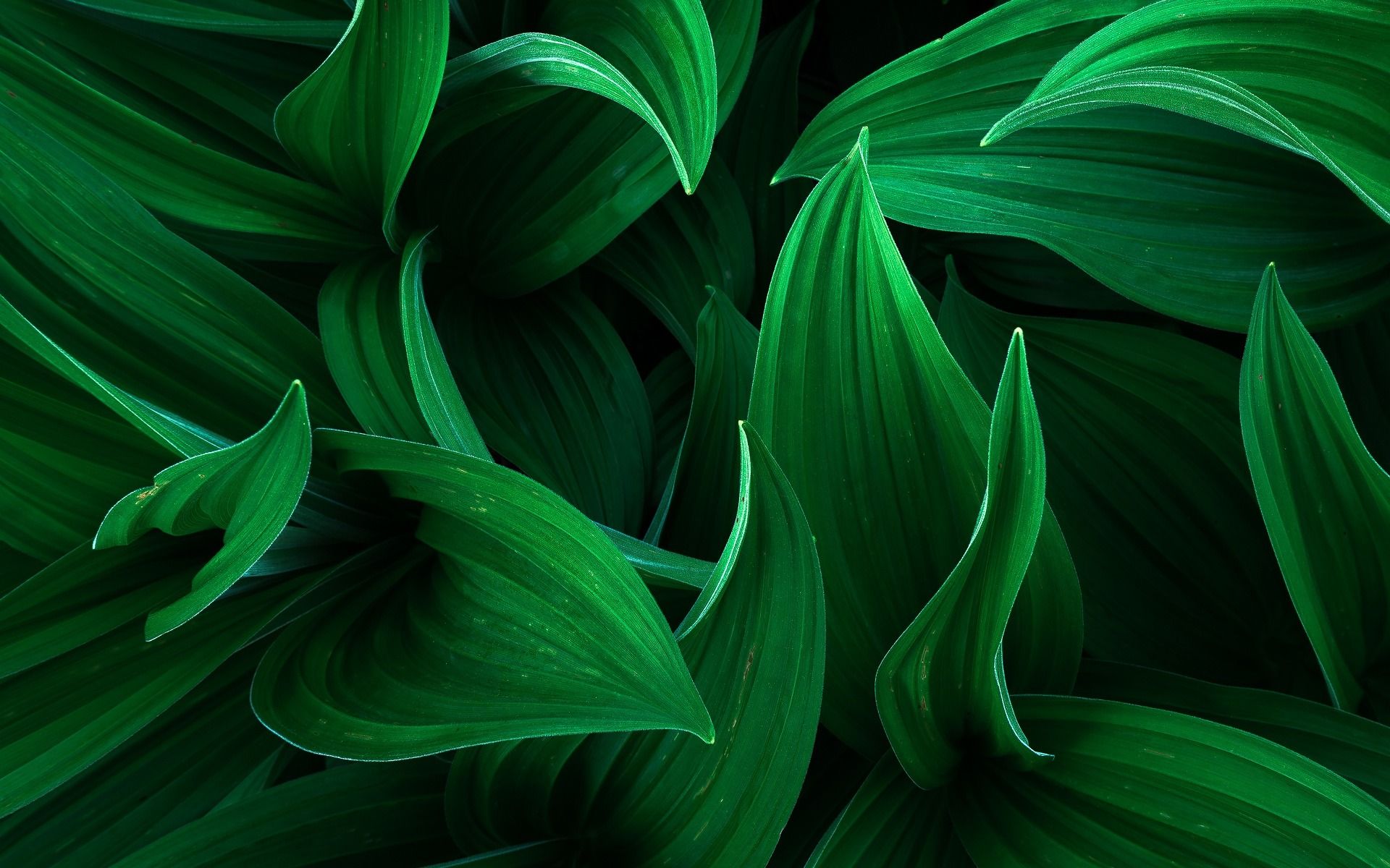 Green 3D Wallpapers