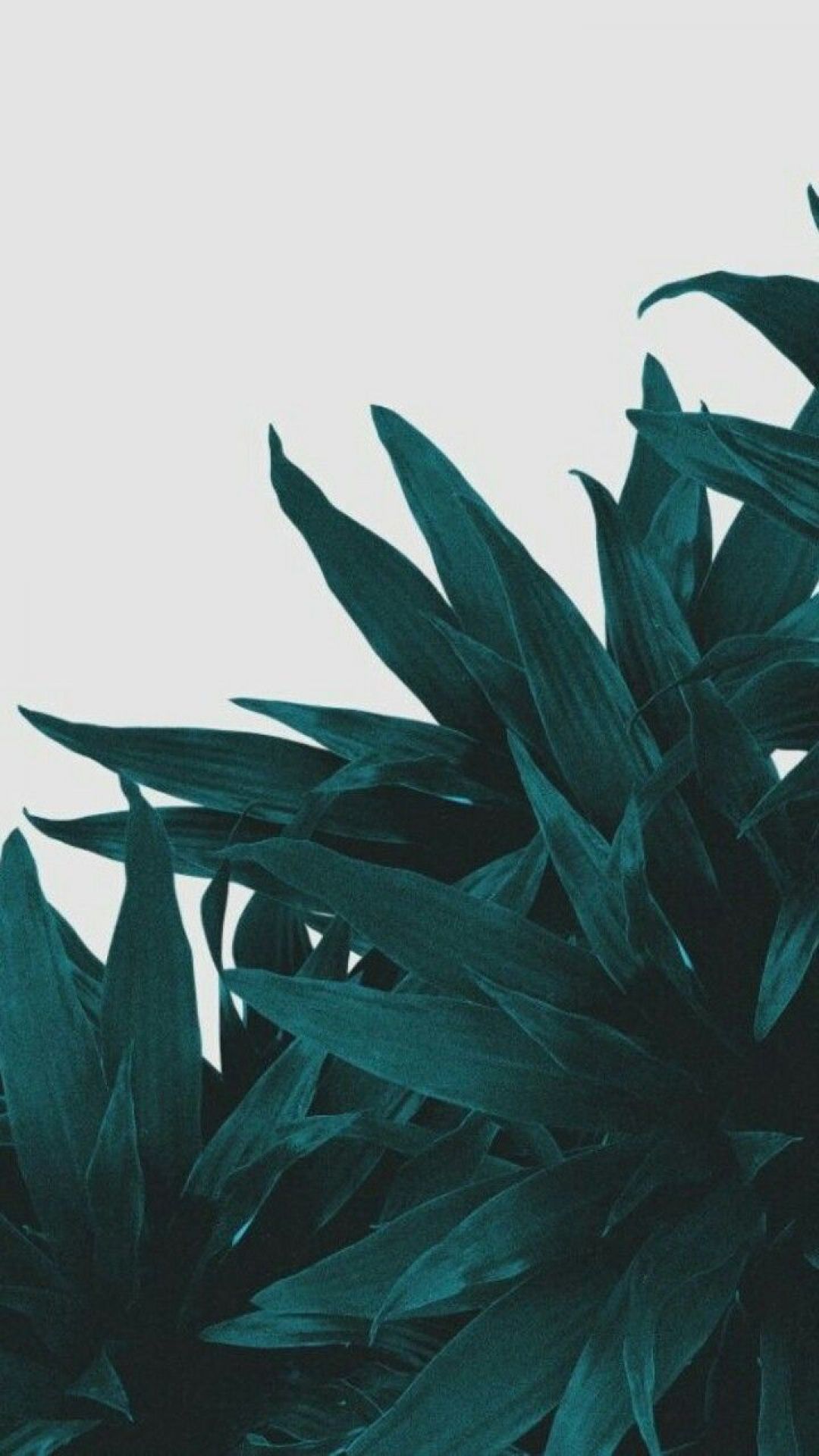 Green And White Aesthetic Wallpapers