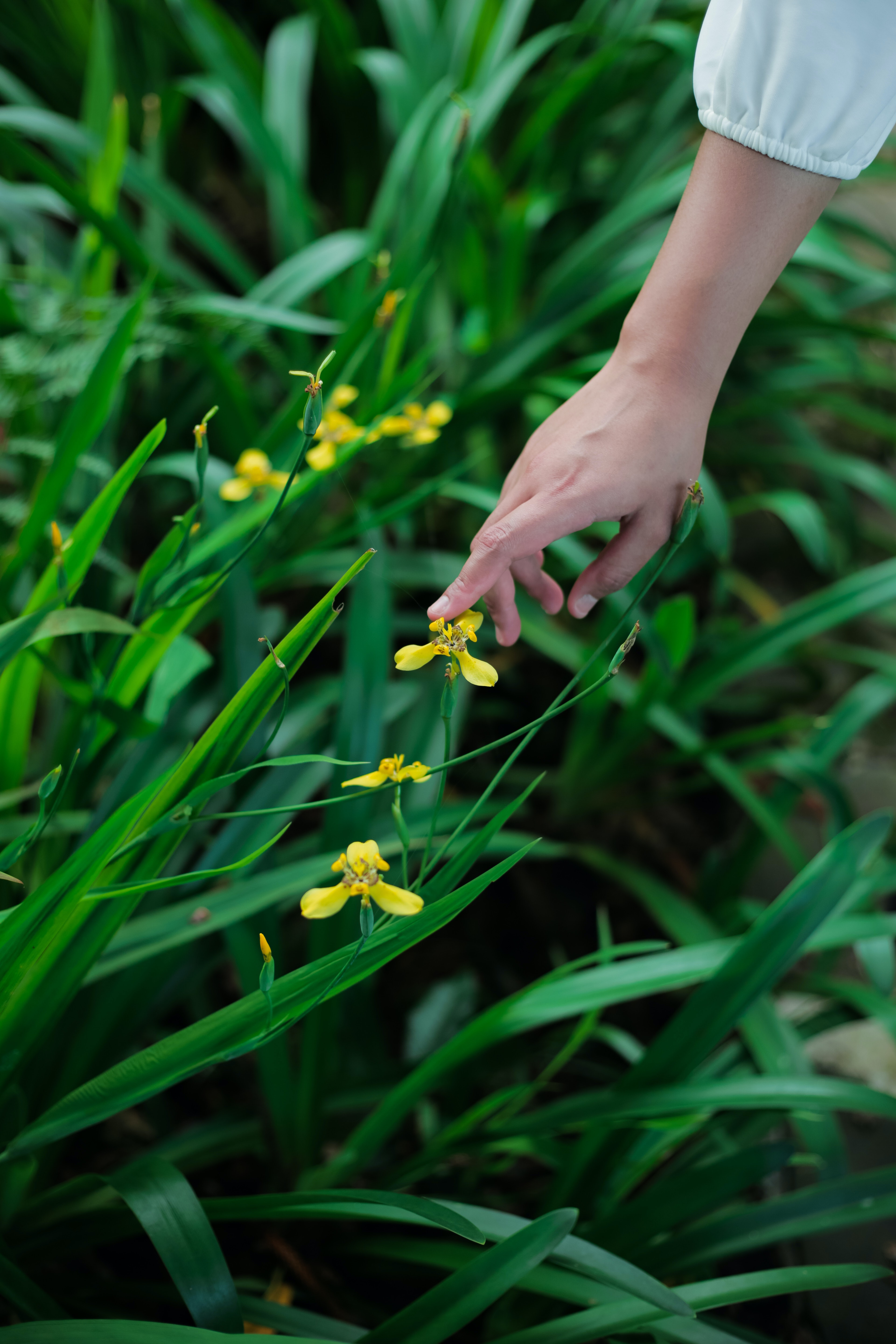 Green And Yellow Wallpapers