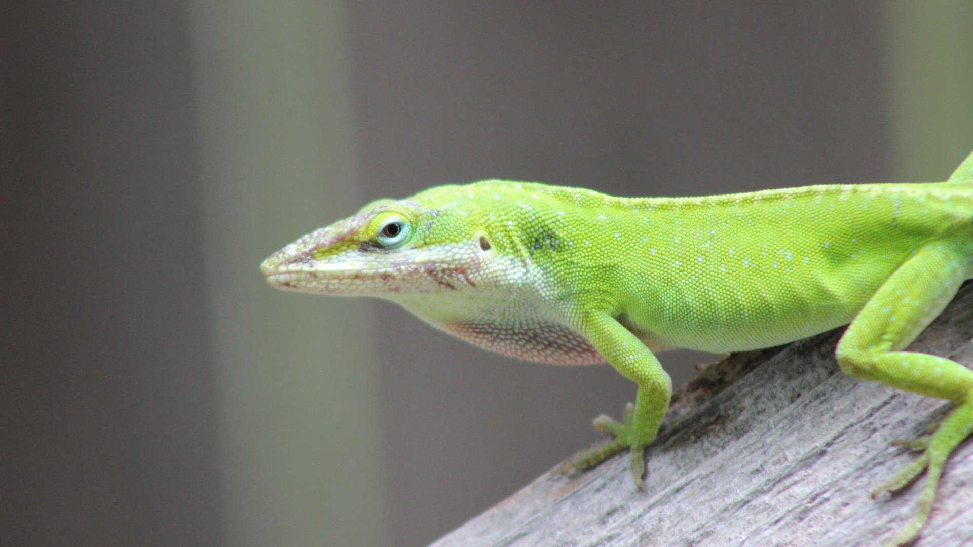 Green Anole Wallpapers