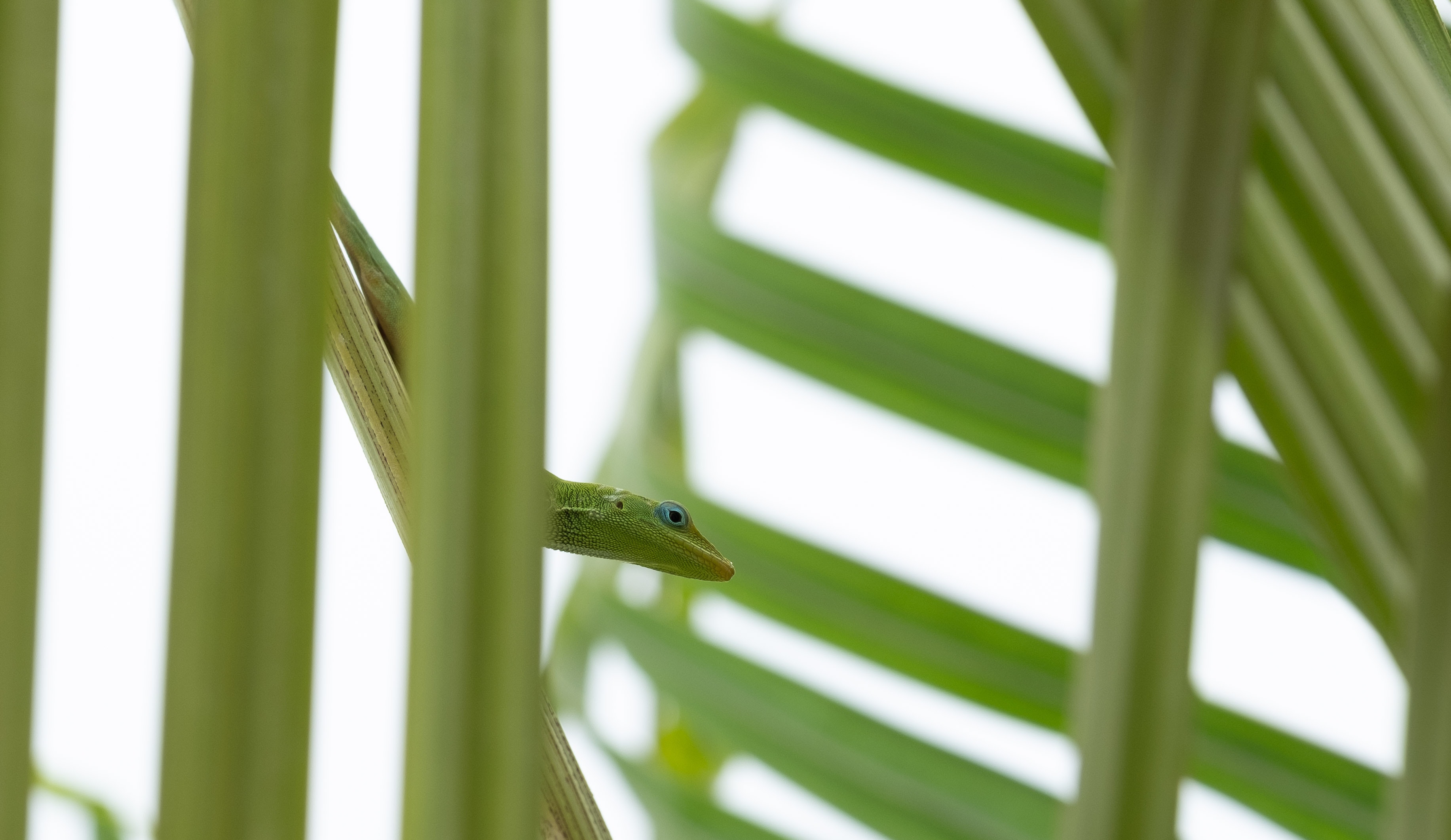 Green Anole Wallpapers