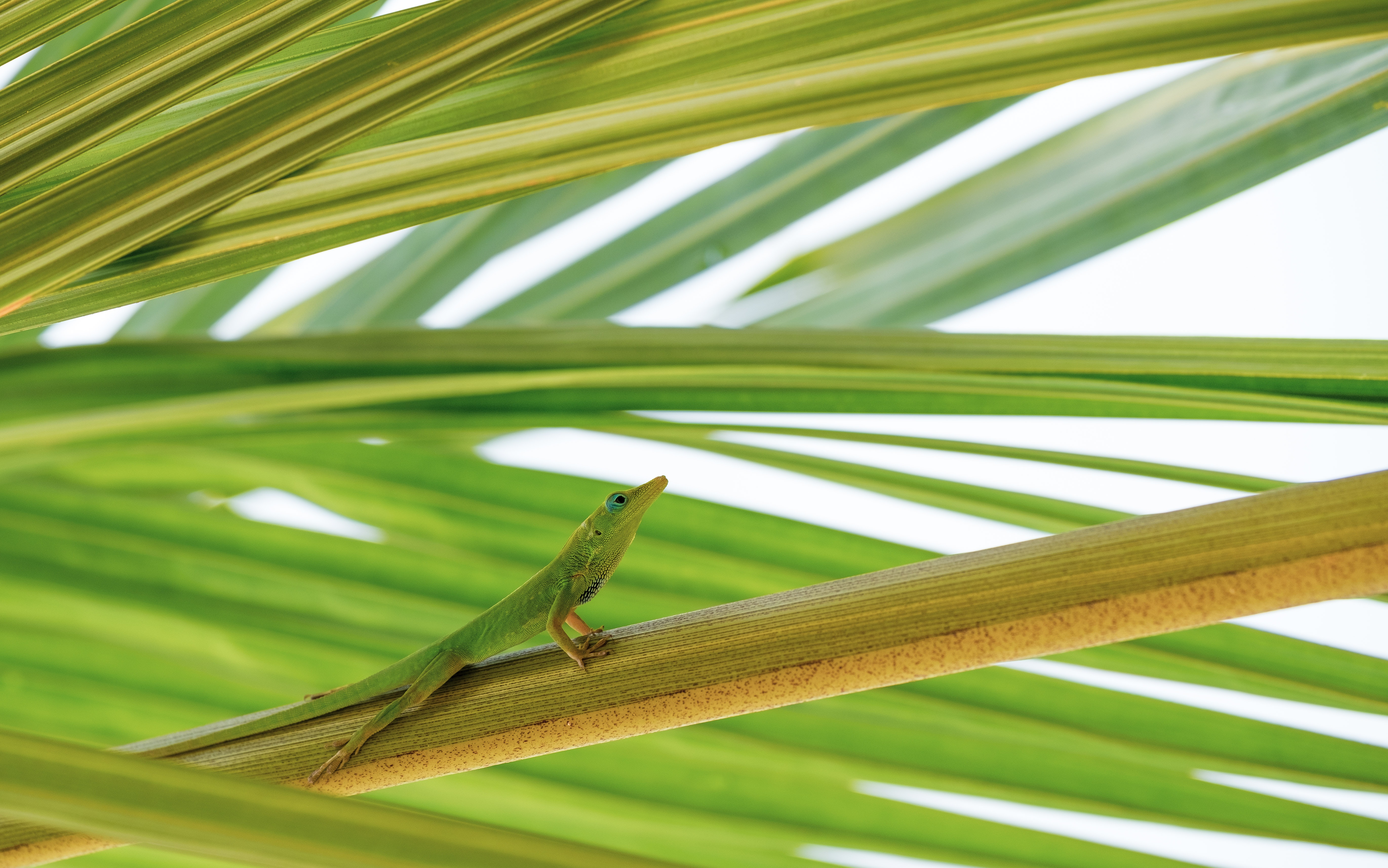 Green Anole Wallpapers