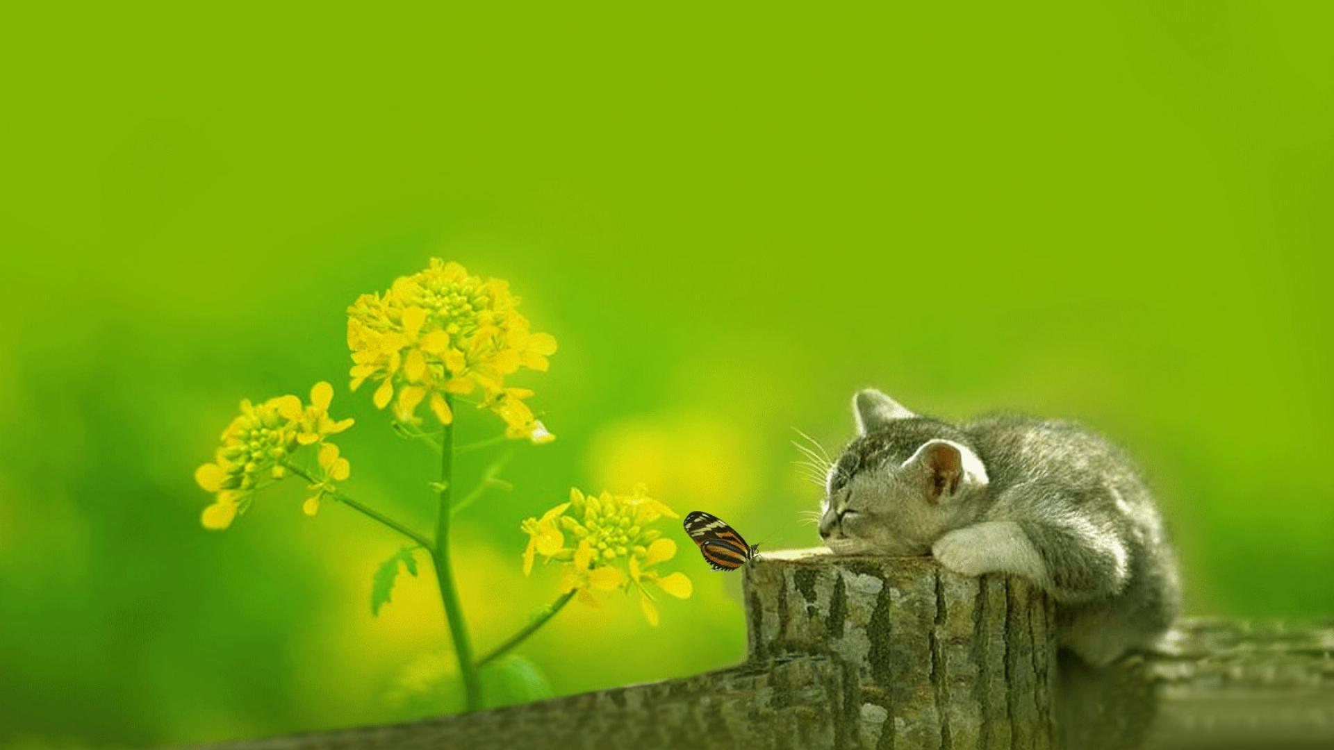 Green Cat Art Wallpapers