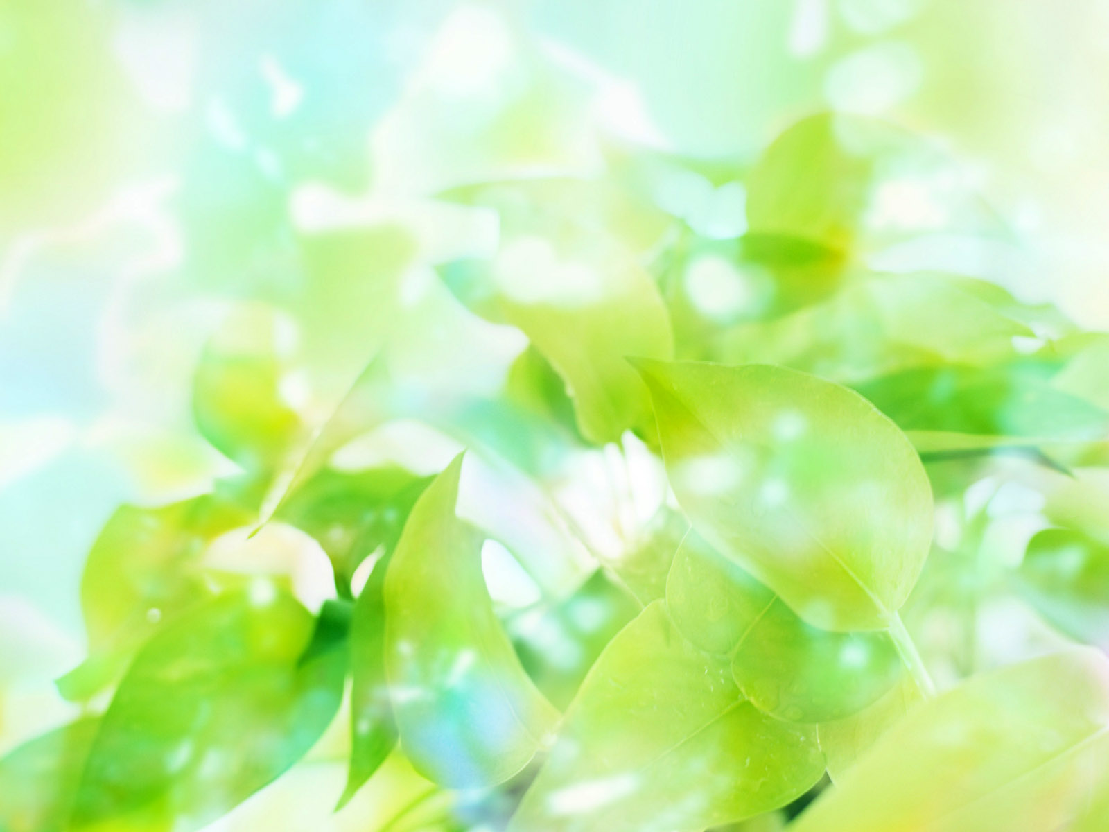 Green Color Images Hd Wallpapers