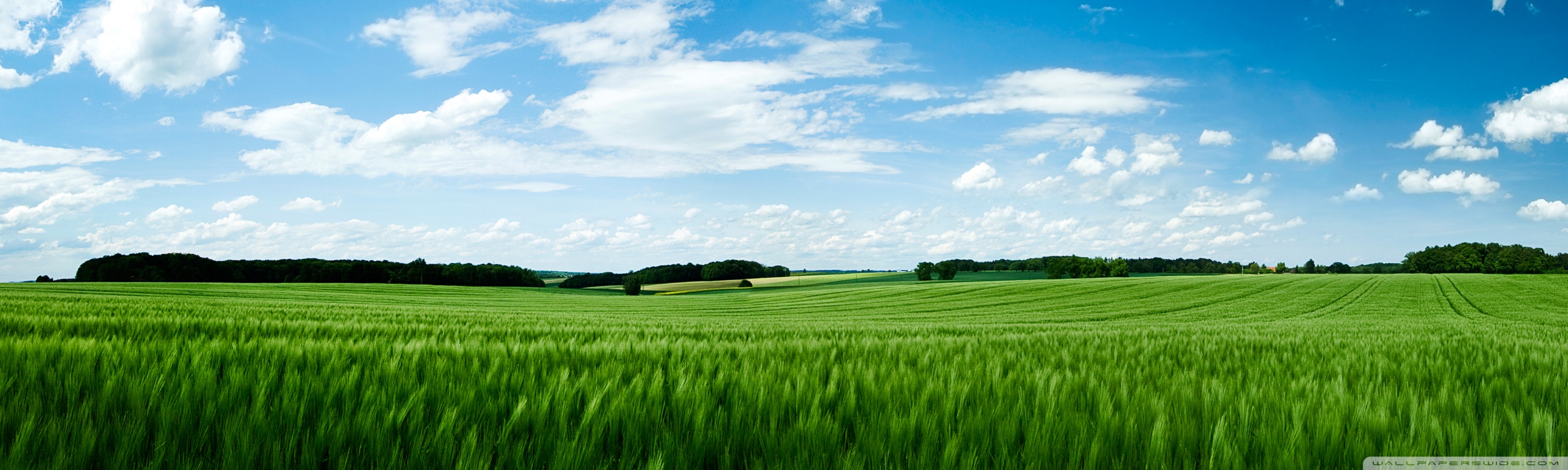 Green Field Wallpapers