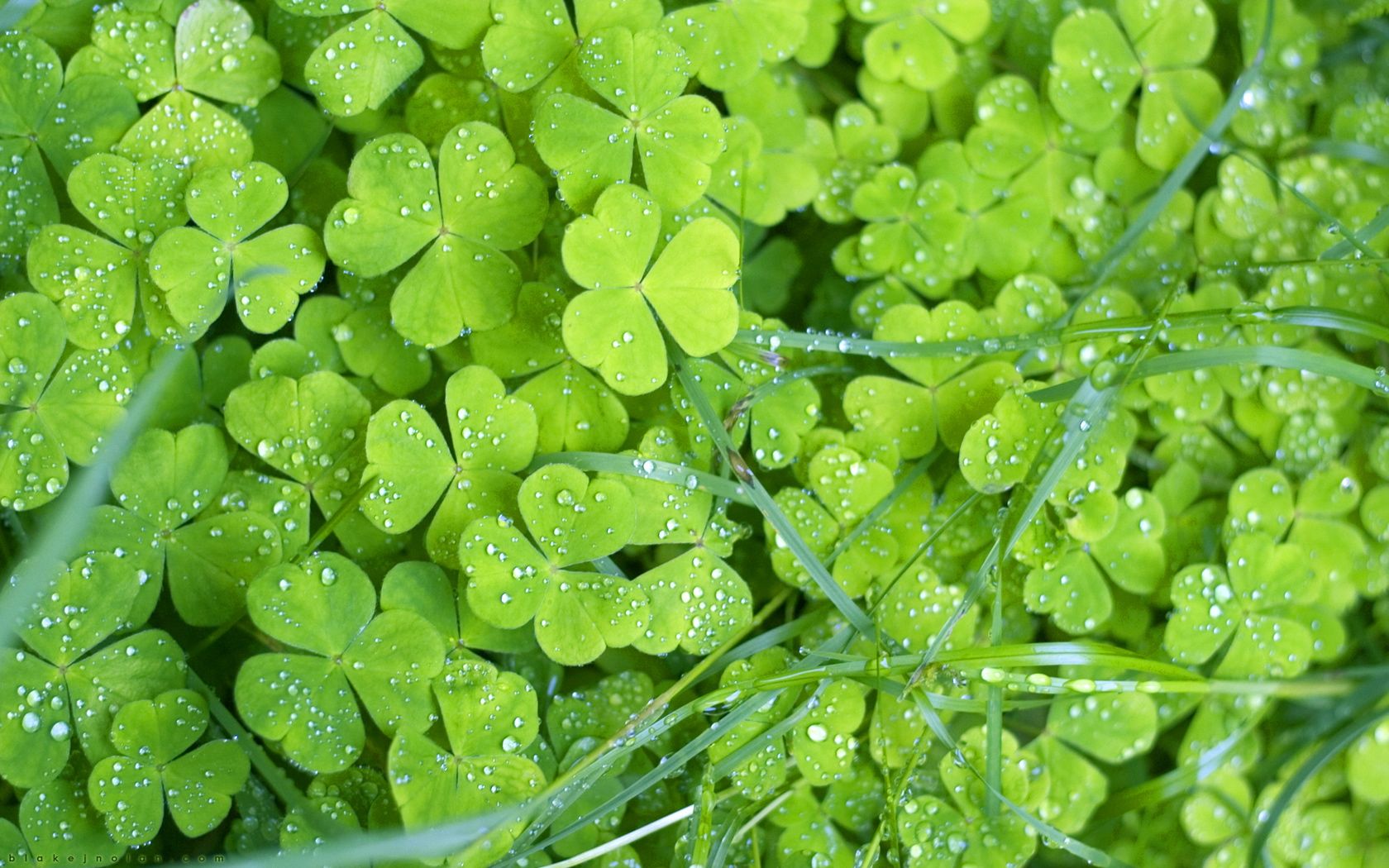 Green Flower Pictures Wallpapers