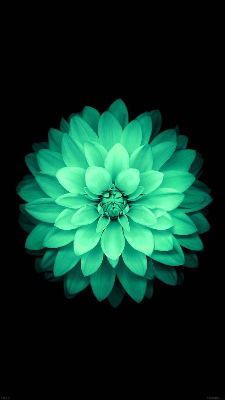 Green Flower Wallpapers