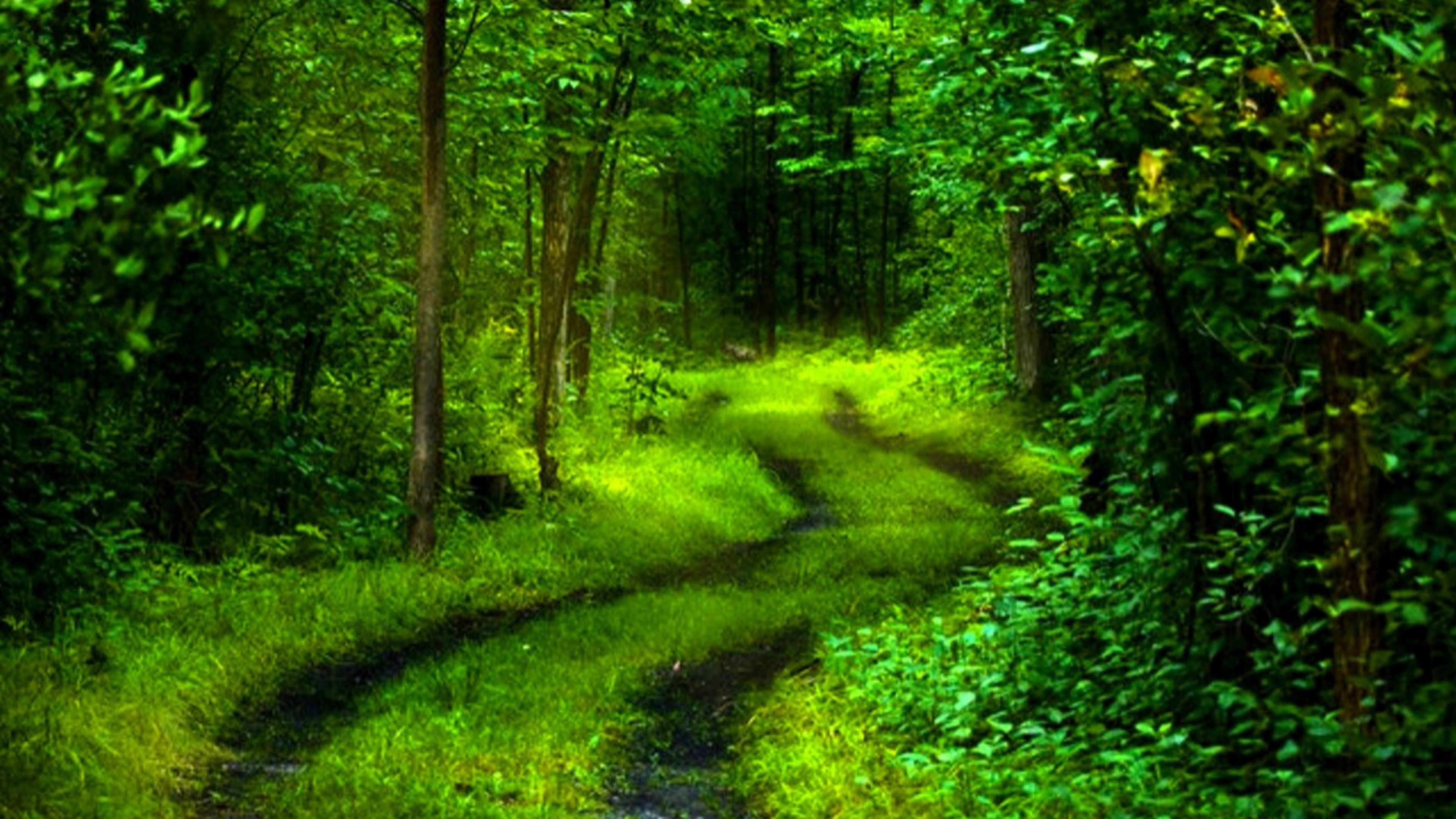 Green Forest Landscape Wallpapers