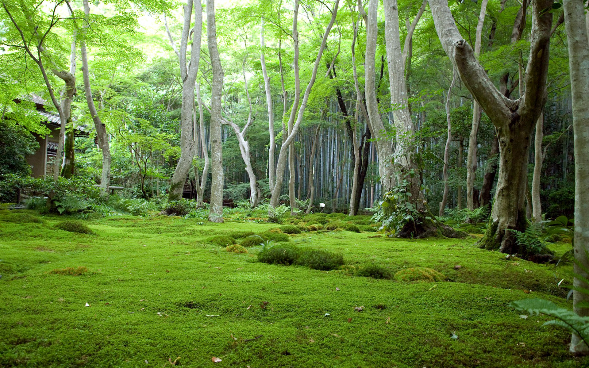 Green Forest Landscape Wallpapers