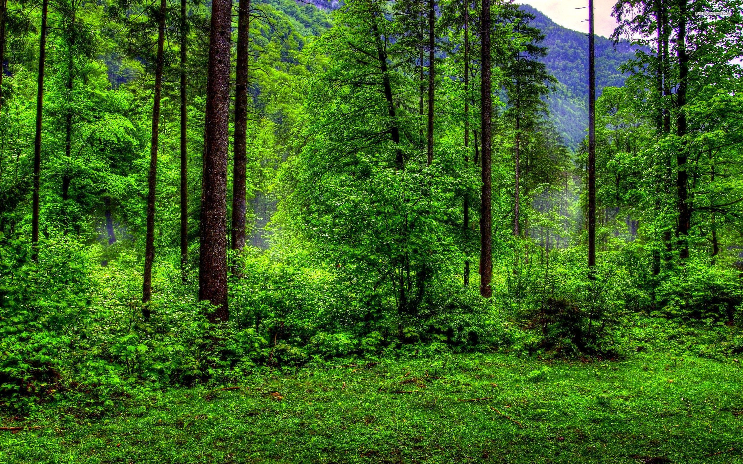 Green Forest Landscape Wallpapers