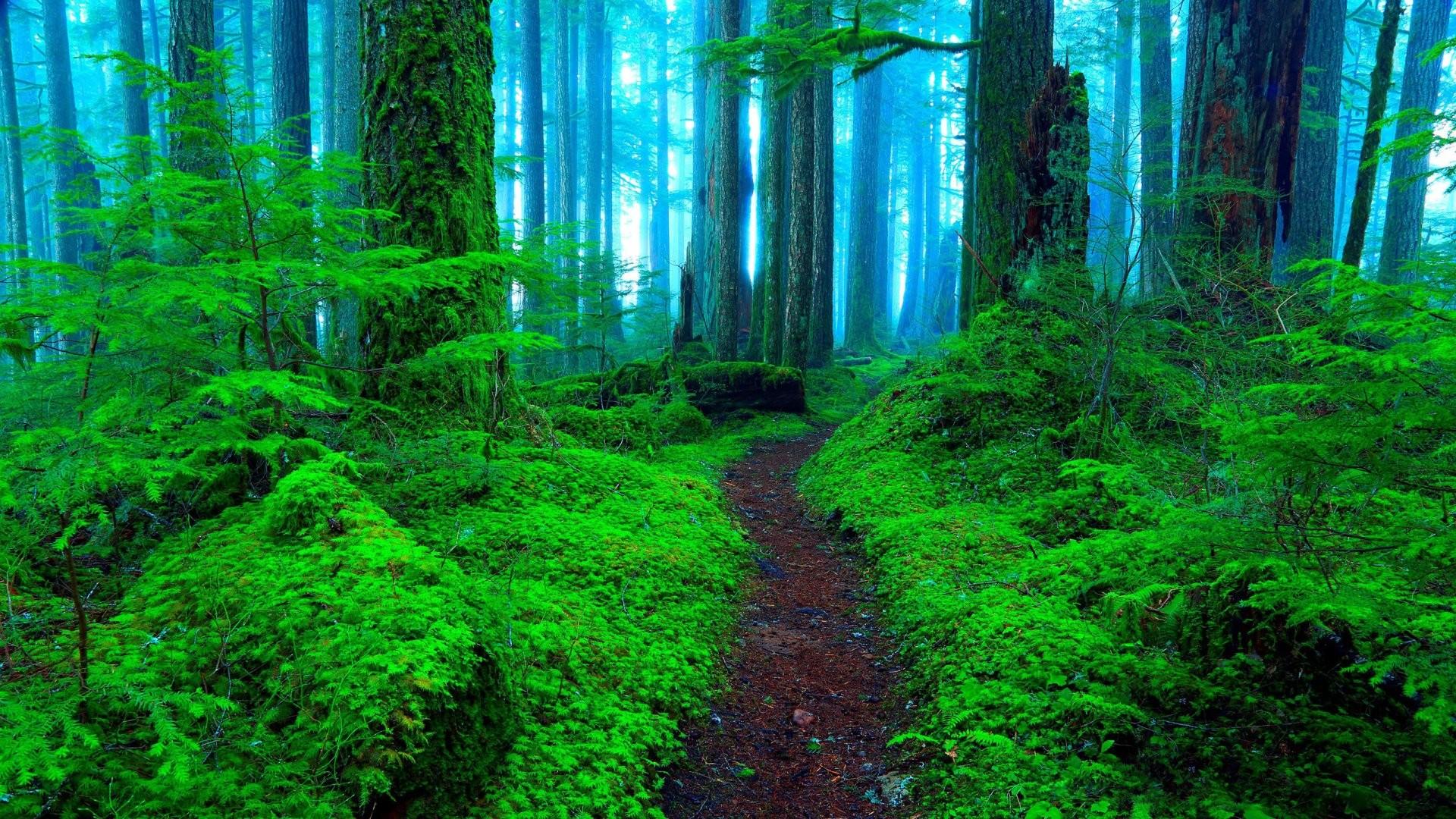 Green Forest Landscape Wallpapers