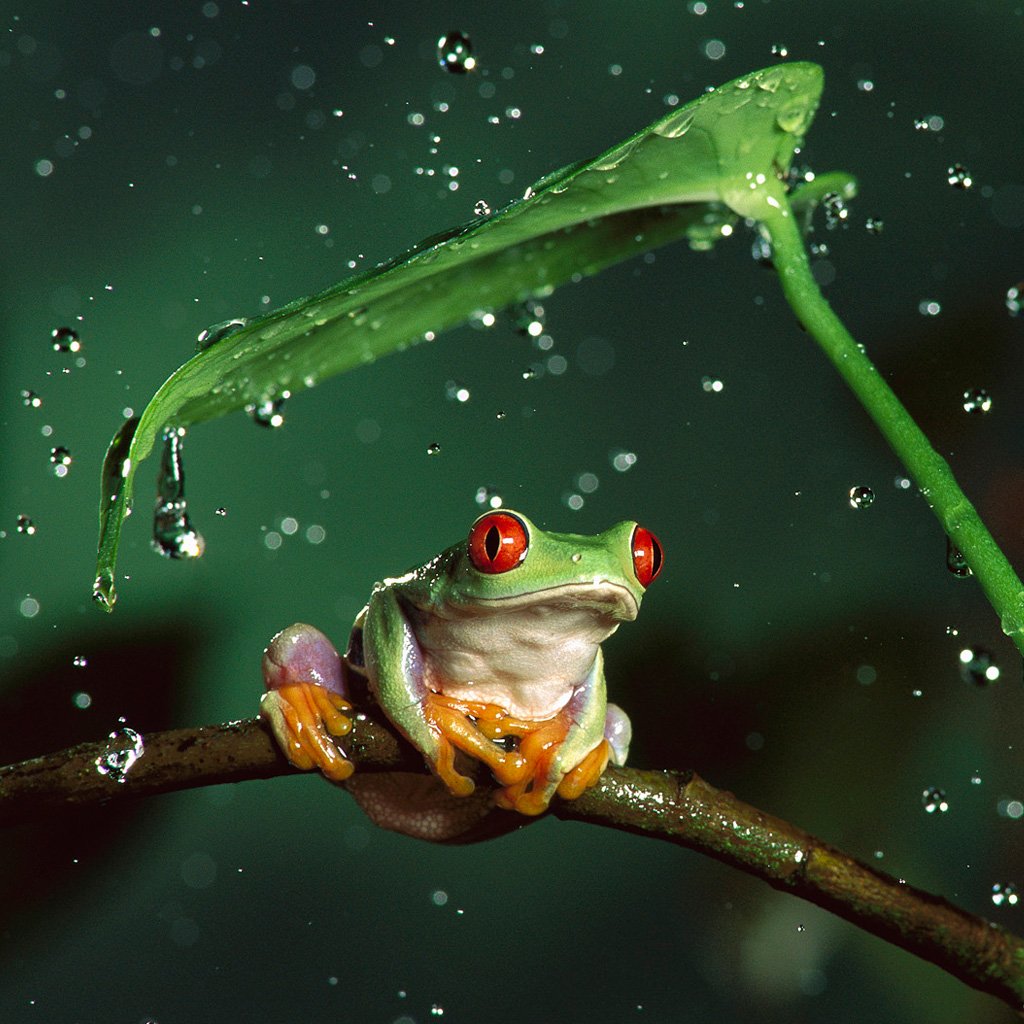 Green Frog Wallpapers