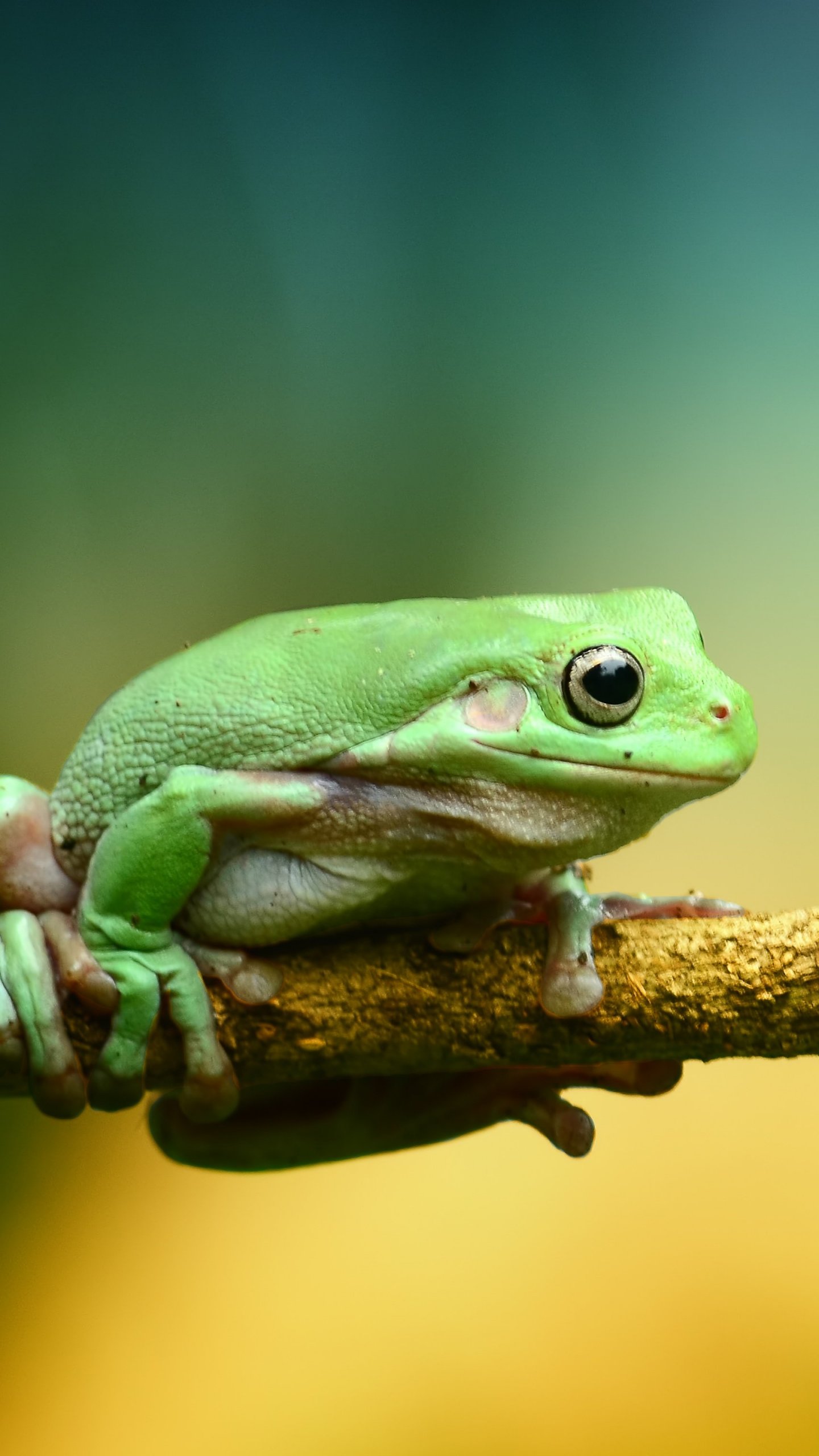 Green Frog Wallpapers