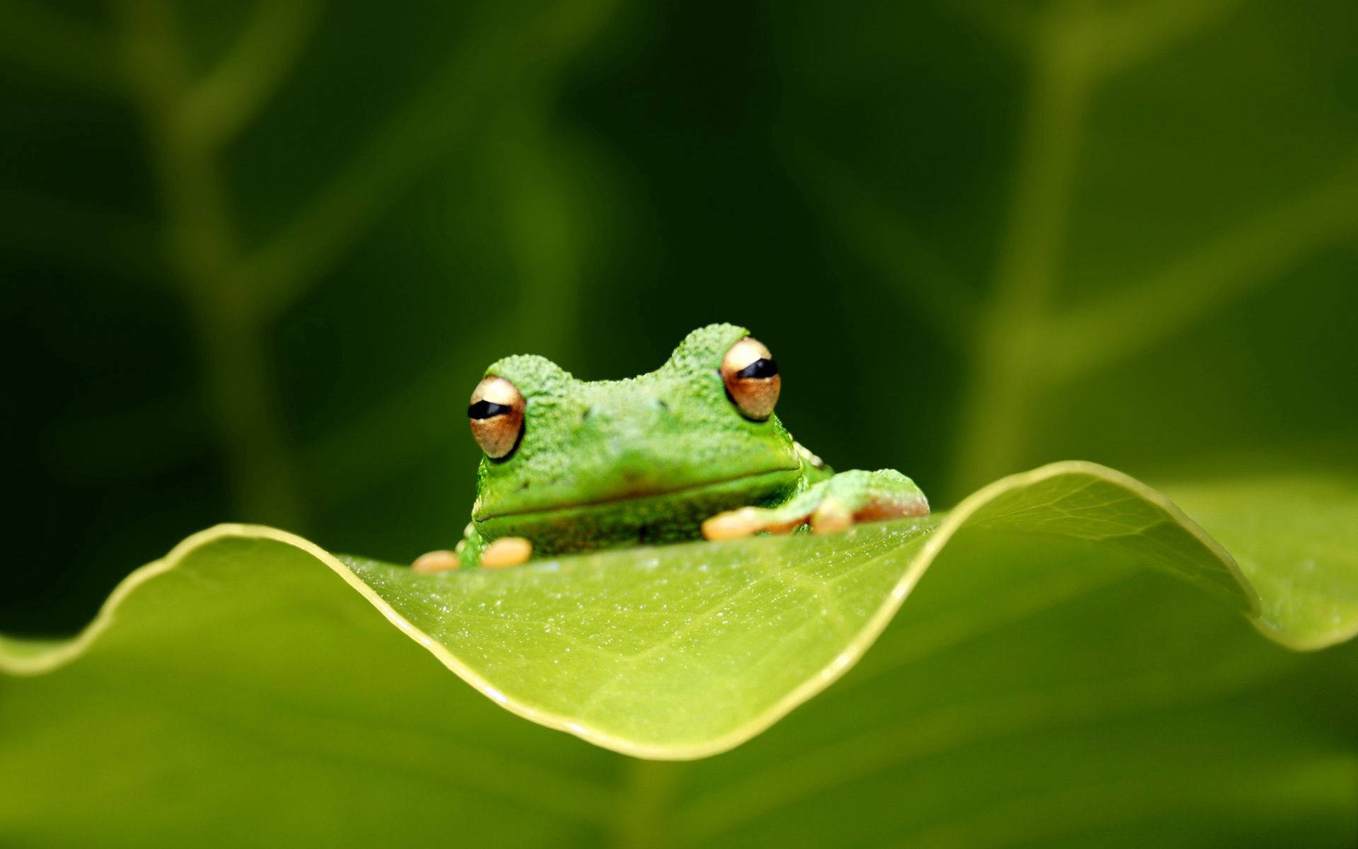 Green Frog Wallpapers