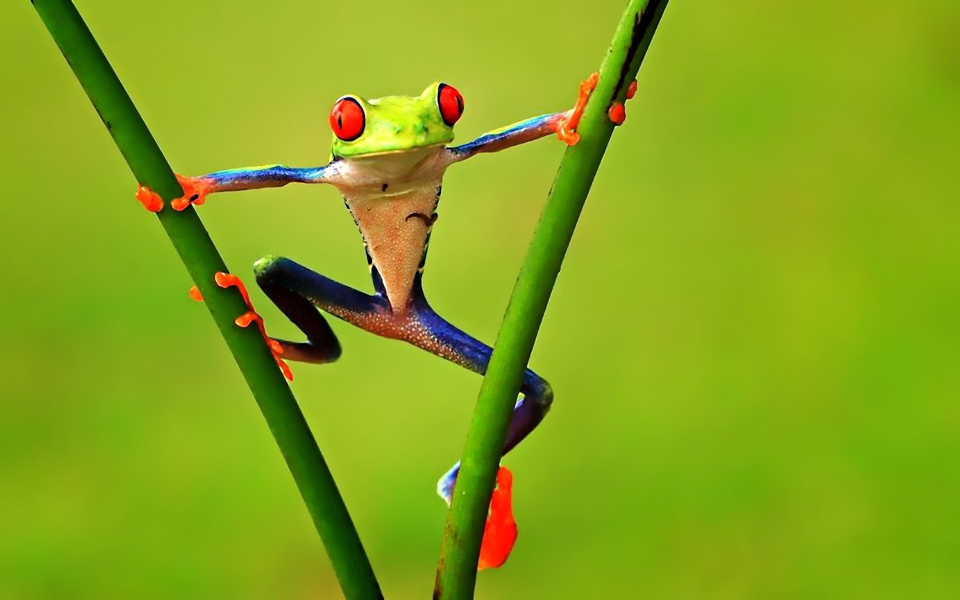 Green Frog Wallpapers