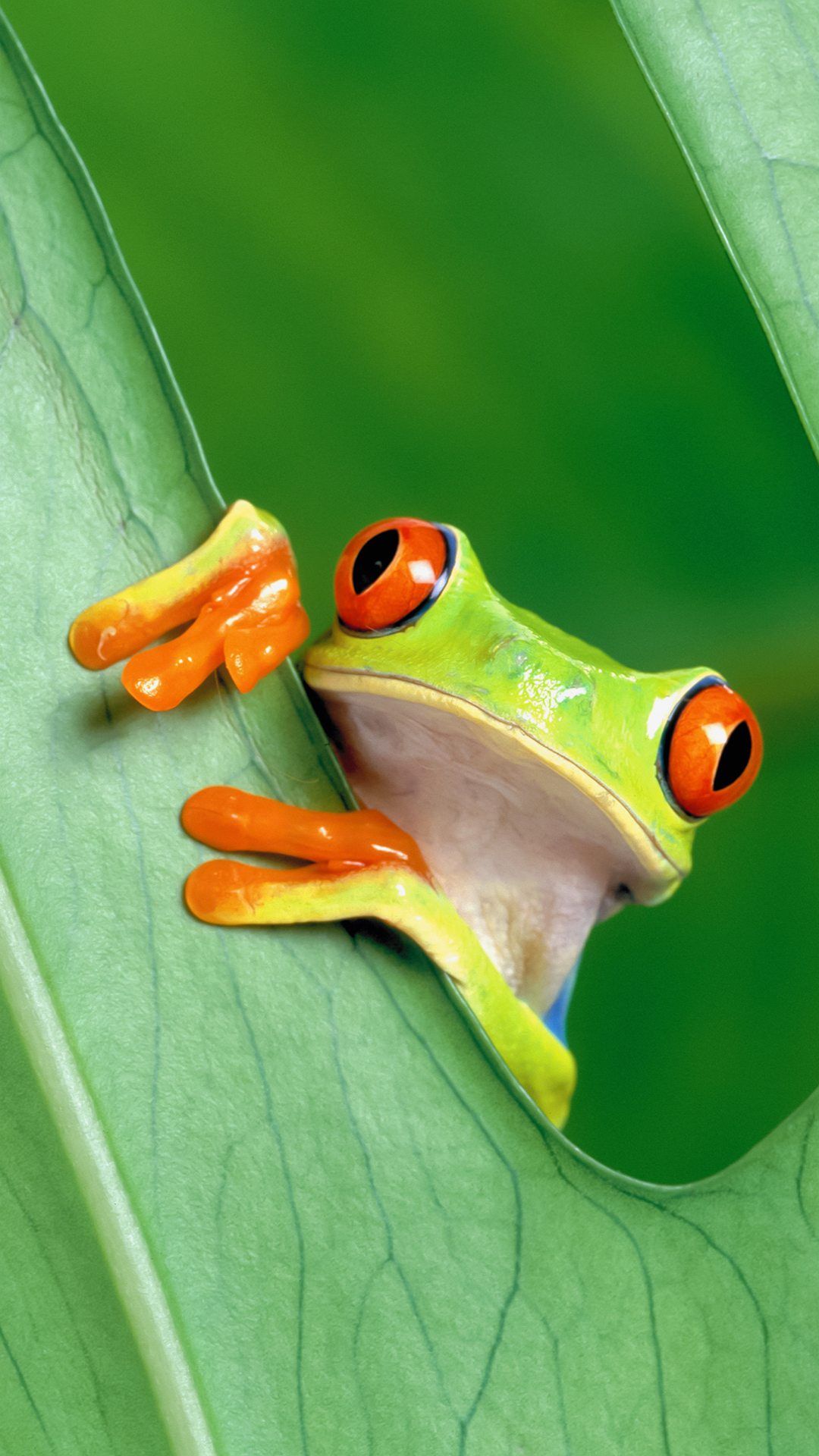 Green Frog Wallpapers