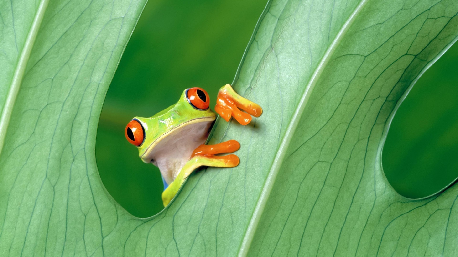 Green Frog Wallpapers