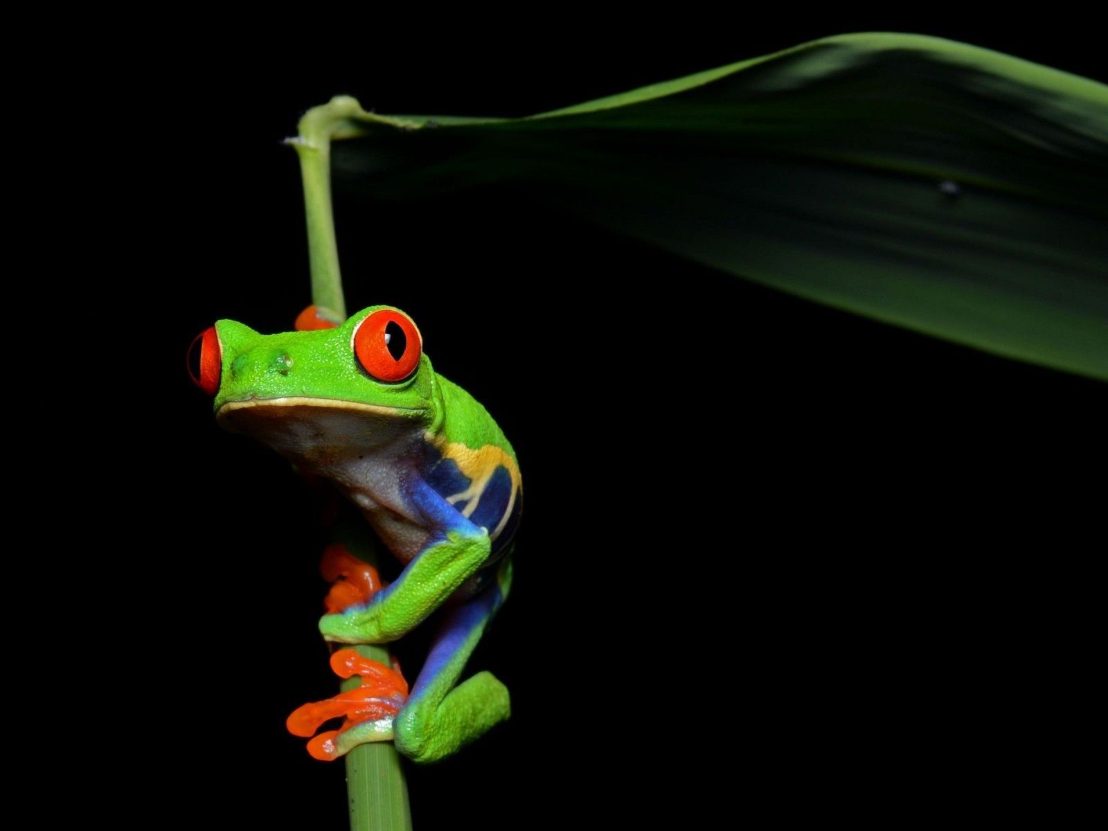 Green Frog Wallpapers