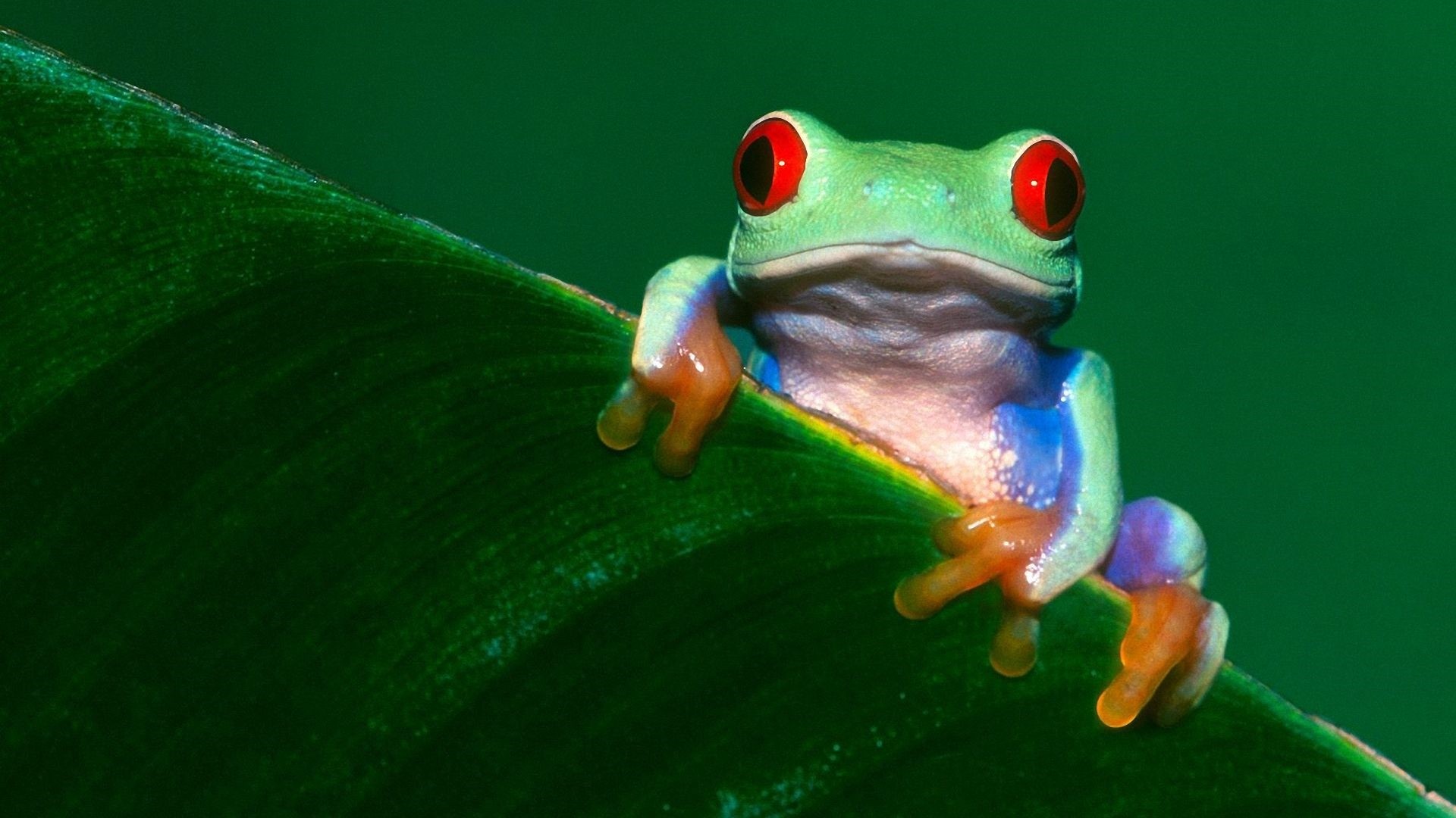 Green Frog Wallpapers