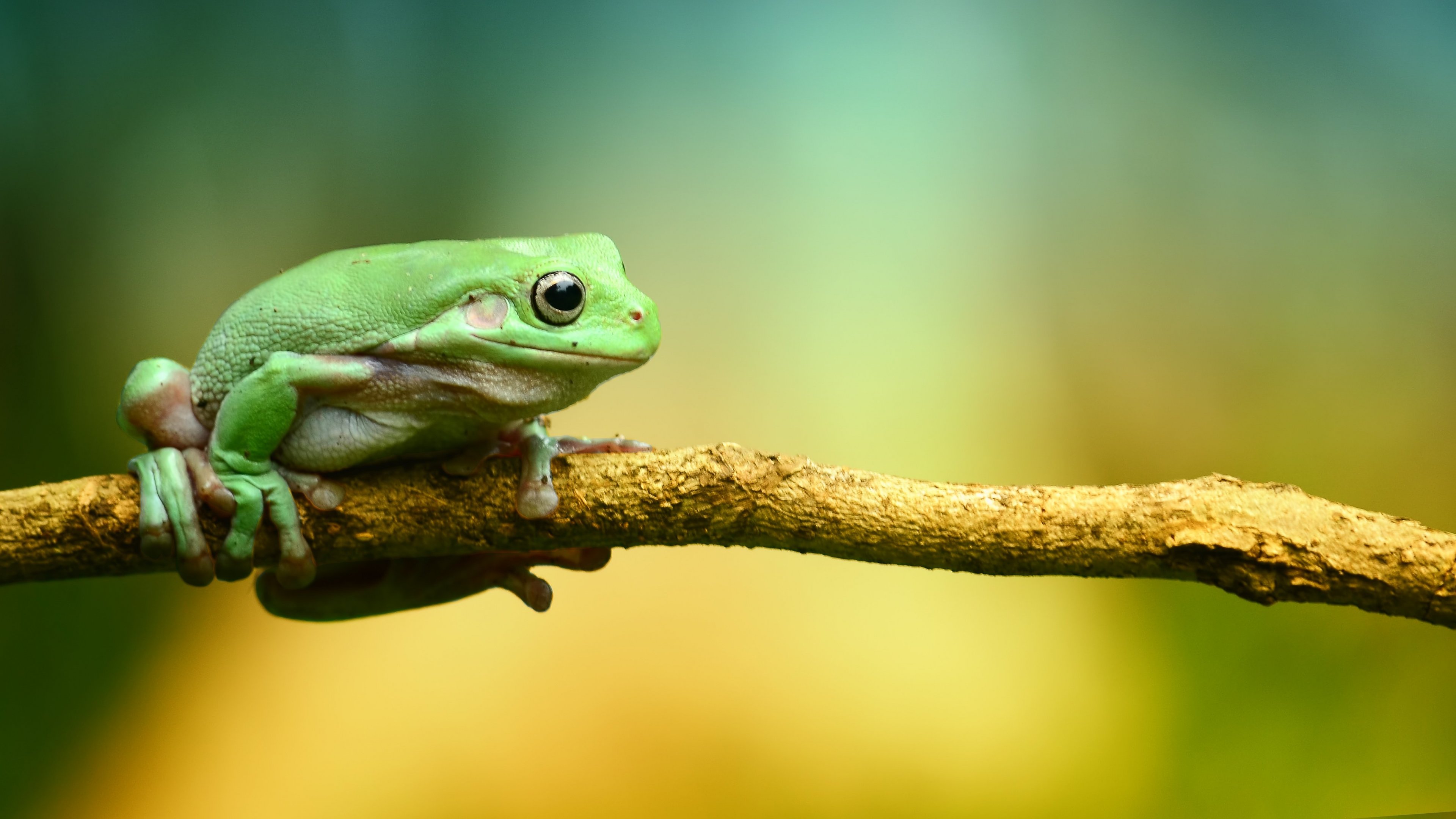 Green Frog Wallpapers