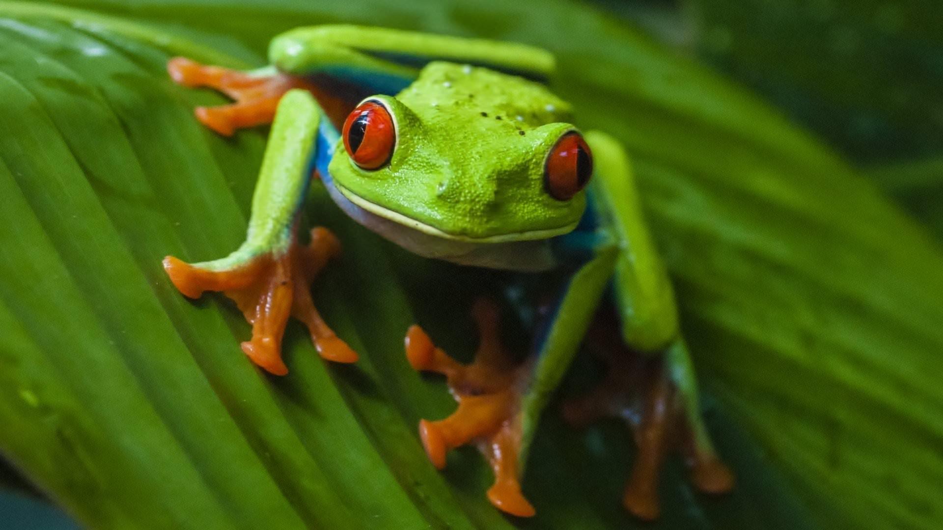 Green Frog Wallpapers