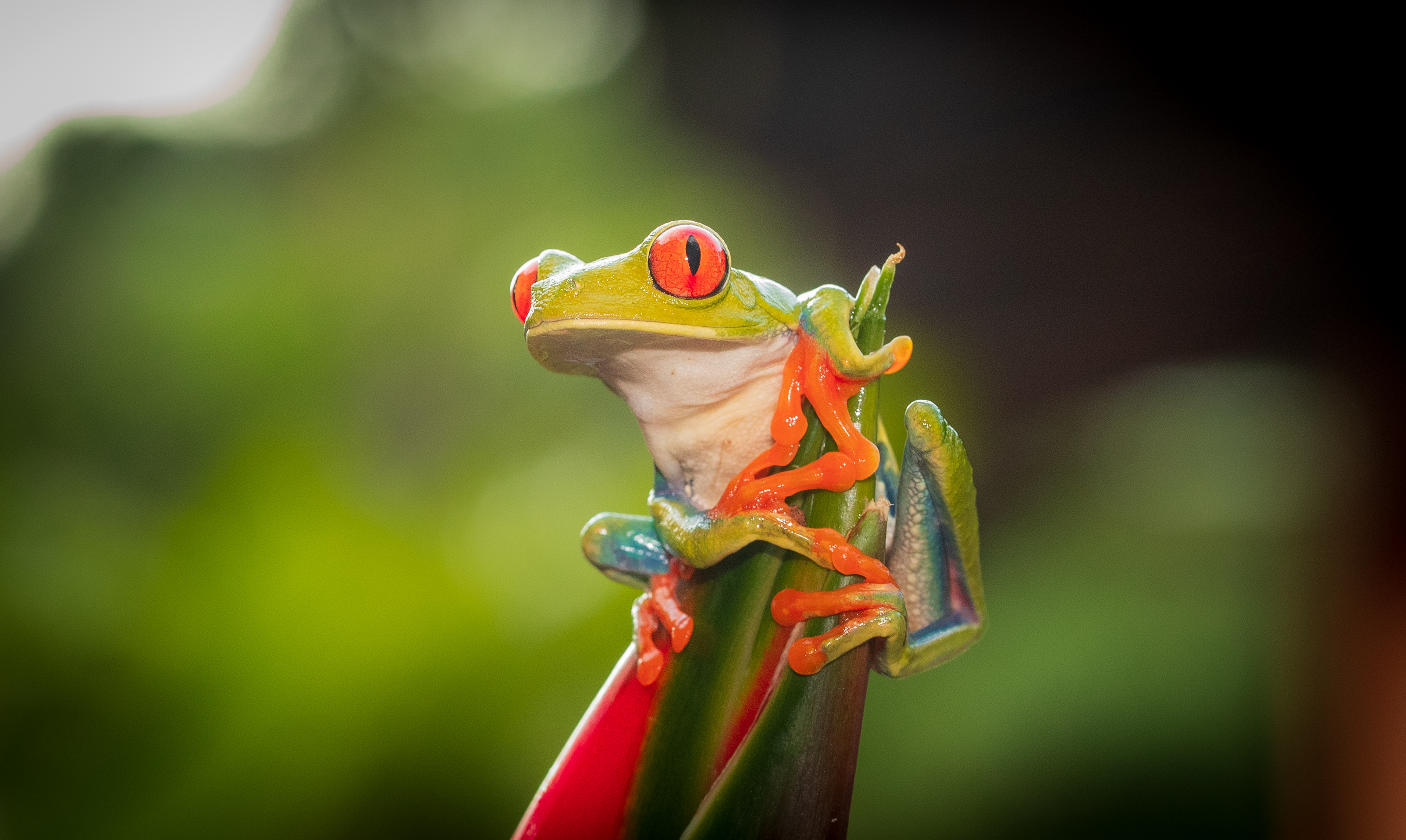 Green Frog Wallpapers