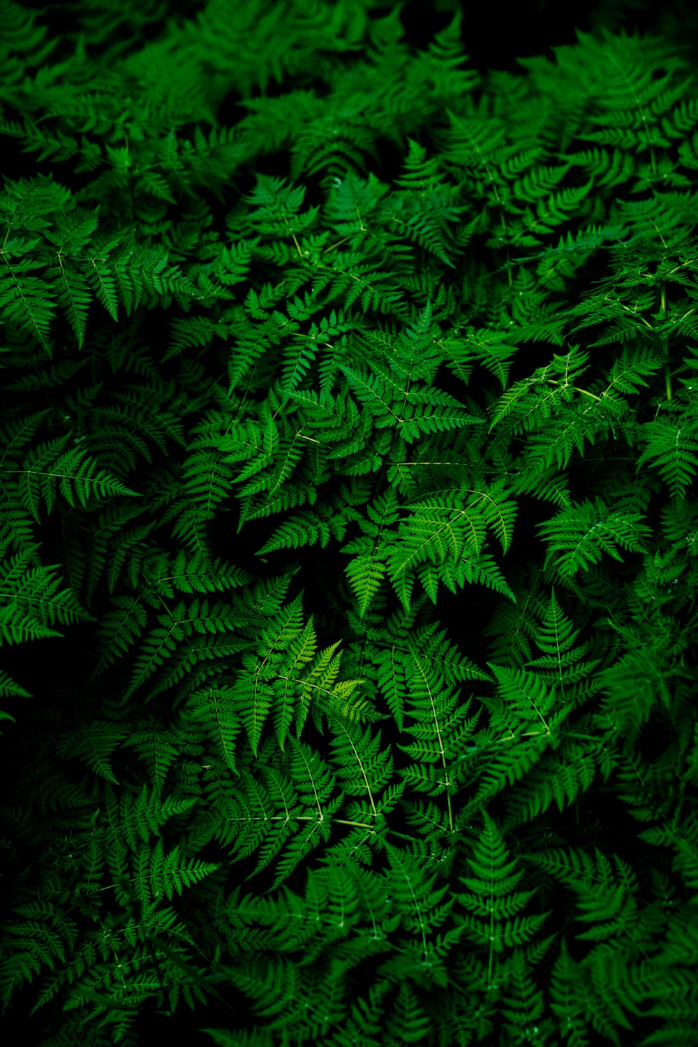 Green Hd Background