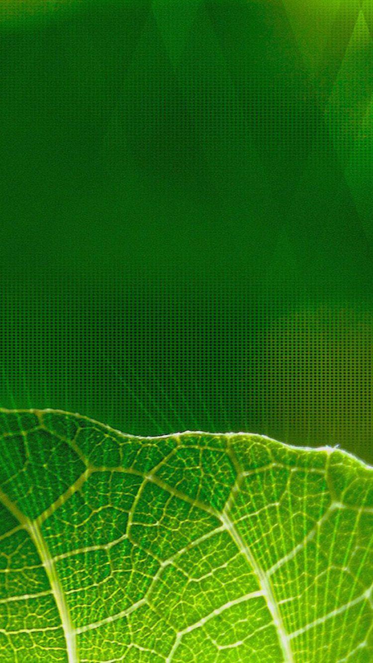 Green Iphone 6 Wallpapers